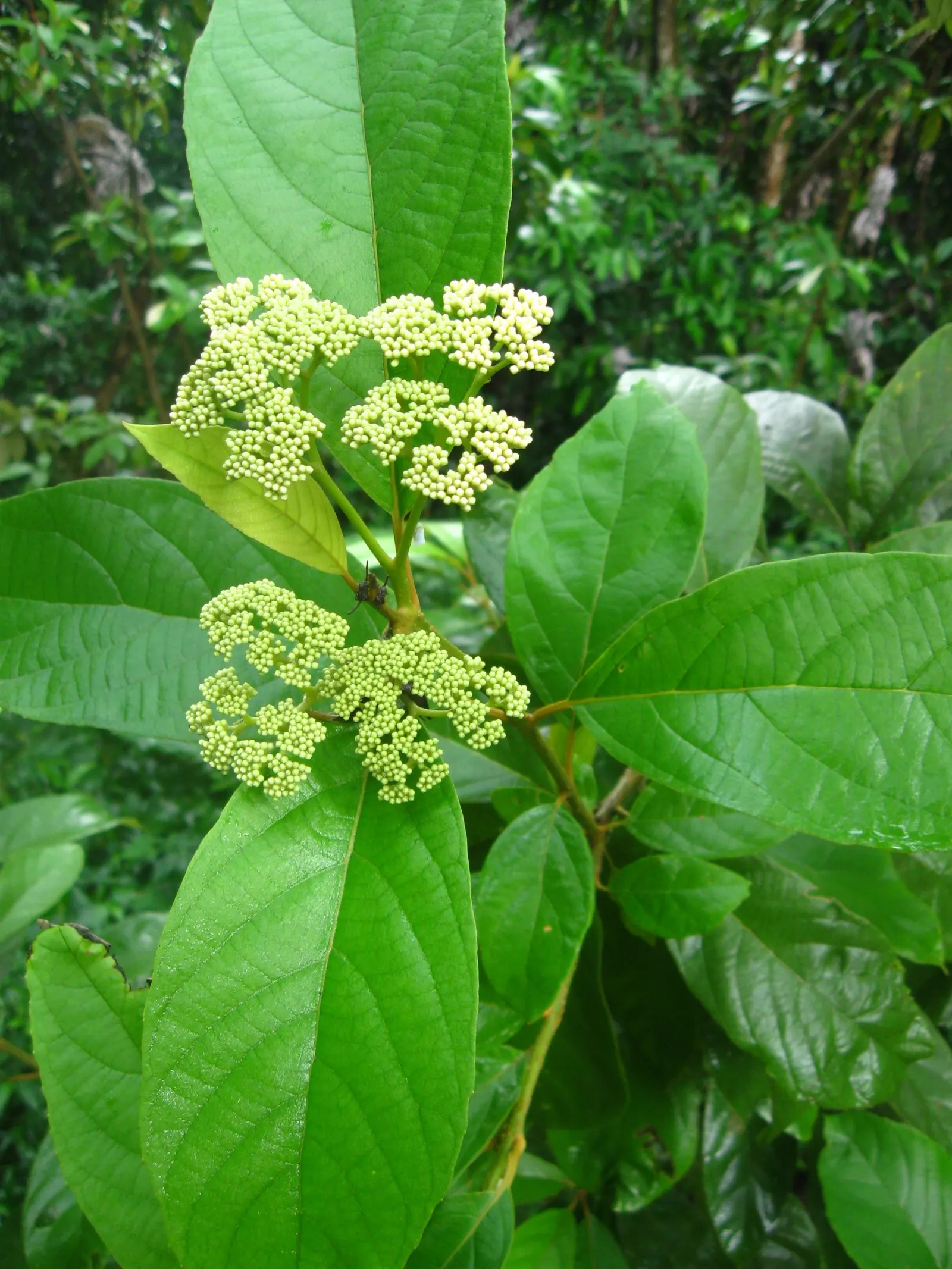 Beautyberry (Callicarpa Bodinieri) — is a striking deciduous shrub known for its vibrant display of purple berries in late summer and fall; prune in late
