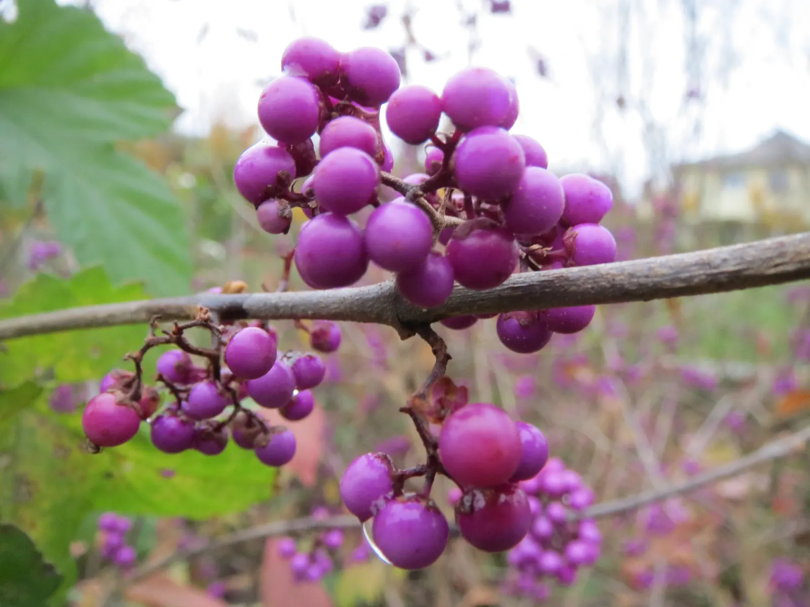 Beautyberry (Callicarpa Bodinieri) — which are quite subtle when compared to the dramatic show of clustered