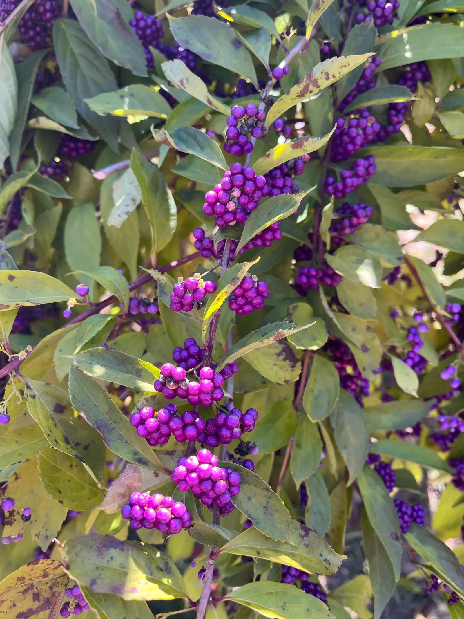 Beautyberry (Callicarpa Bodinieri) — Prune in late winter to maintain shape; is a striking deciduous shrub known for its vibrant display of purple, image 125