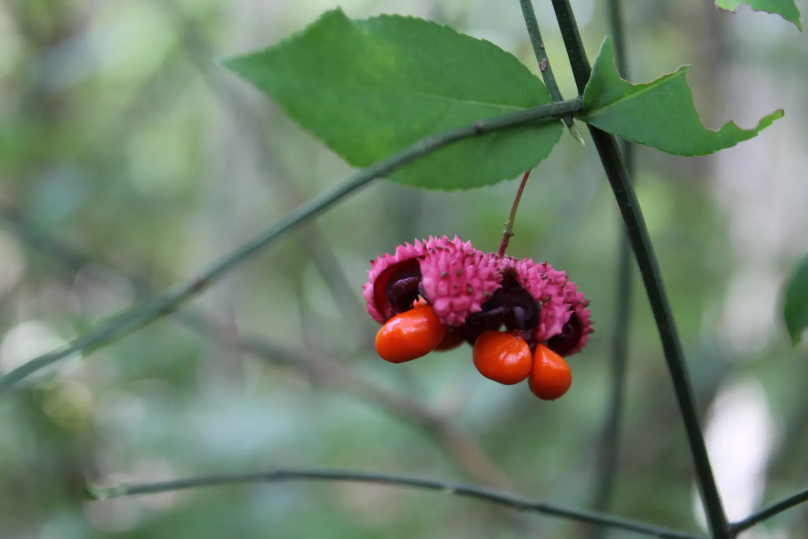 Beautyberry (Callicarpa Bodinieri) — is a deciduous shrub boasting clusters of vibrant purple berries in fall; hardy in USDA zones 5-8, it requires, image 145