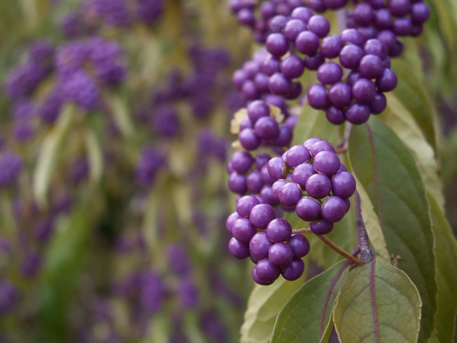 Beautyberry (Callicarpa Bodinieri) — Thriving in full sun to partial shade, it reaches up to 6 ft in height and spread; regular pruning in late, image 171