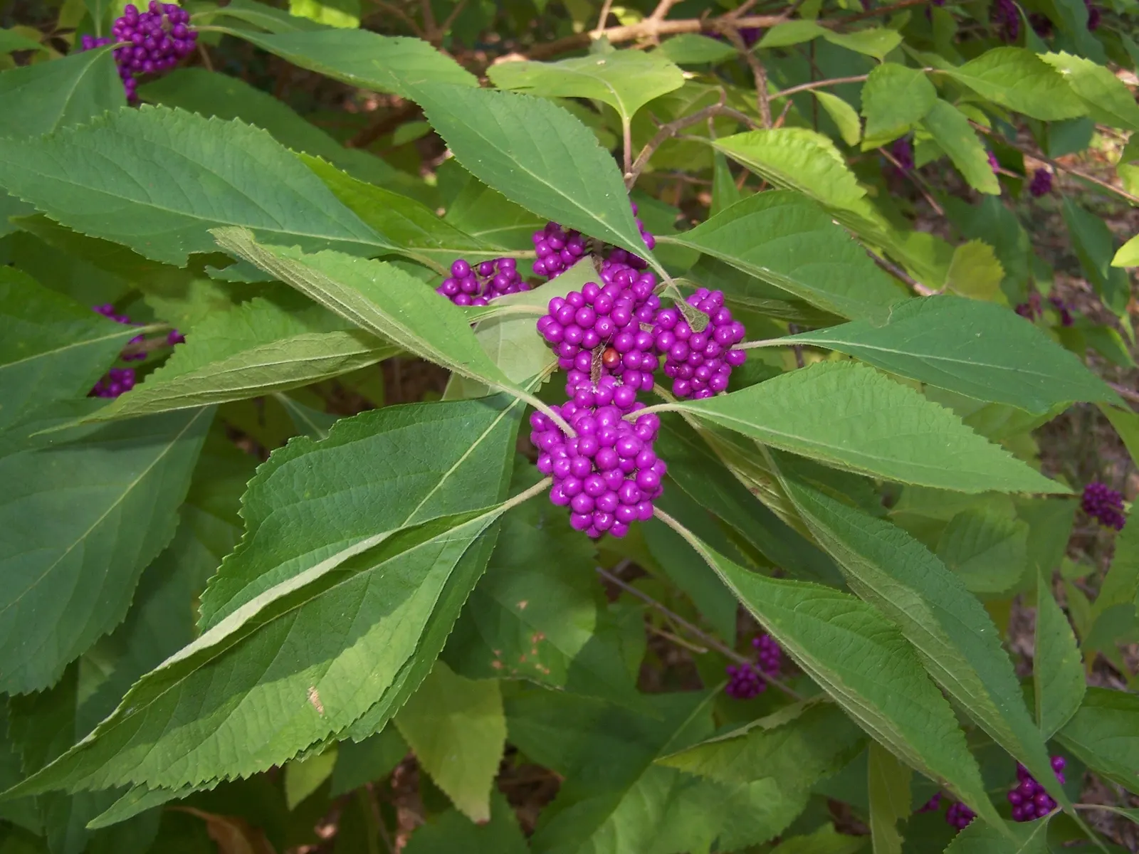 Beautyberry (Callicarpa Bodinieri) — Its striking berries attract birds, adding dynamic life to the landscape; glossy berries that follow