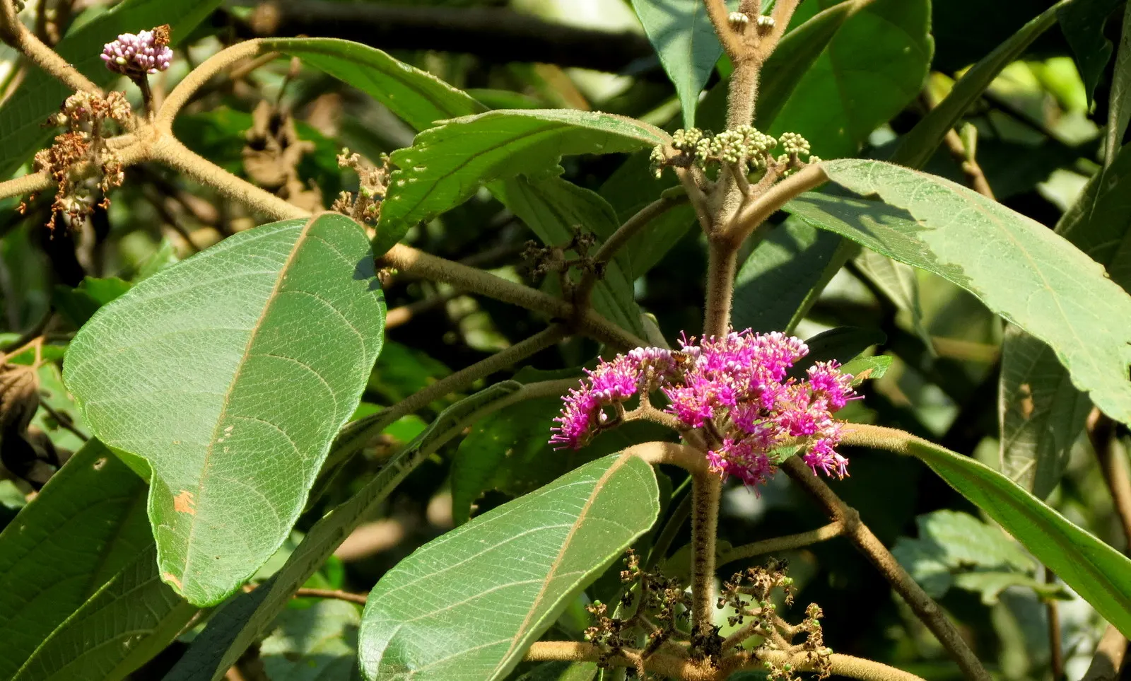 Beautyberry (Callicarpa Bodinieri) — shrub with pink and purple blooms; which are quite subtle when compared to the dramatic show of clustered, image 71