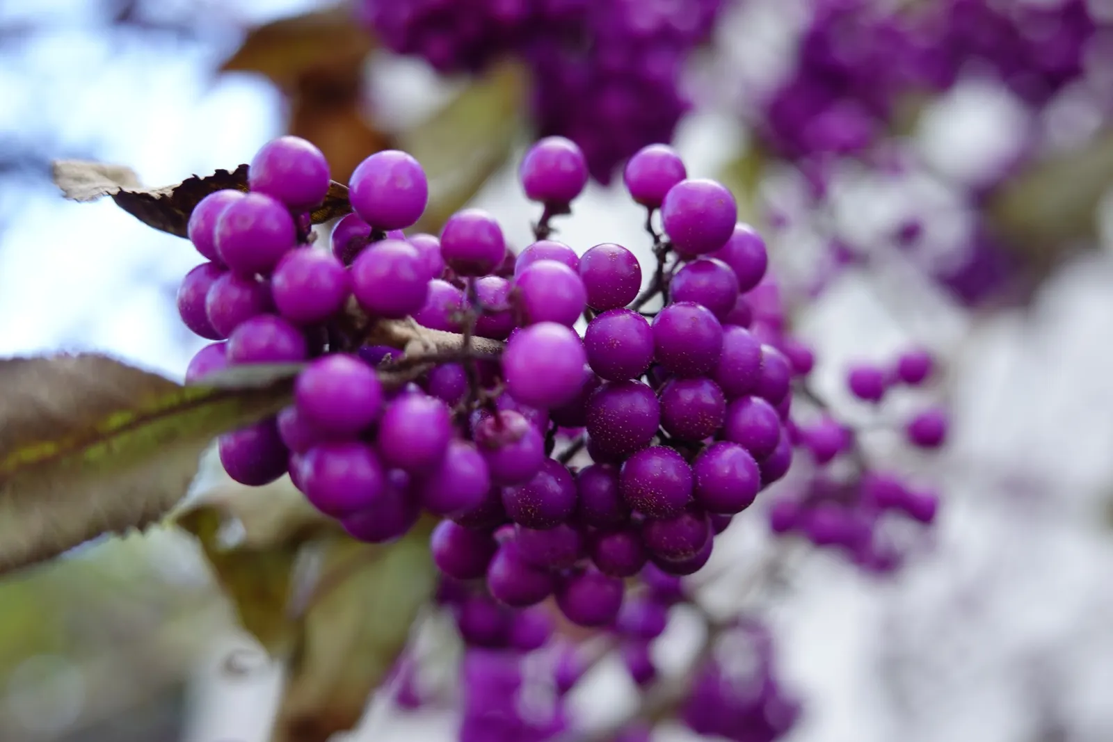 Beautyberry (Callicarpa Bodinieri) — the Beautyberry boasts small pink to light purple flowers in summer; these berry clusters encircle the stems, image 157