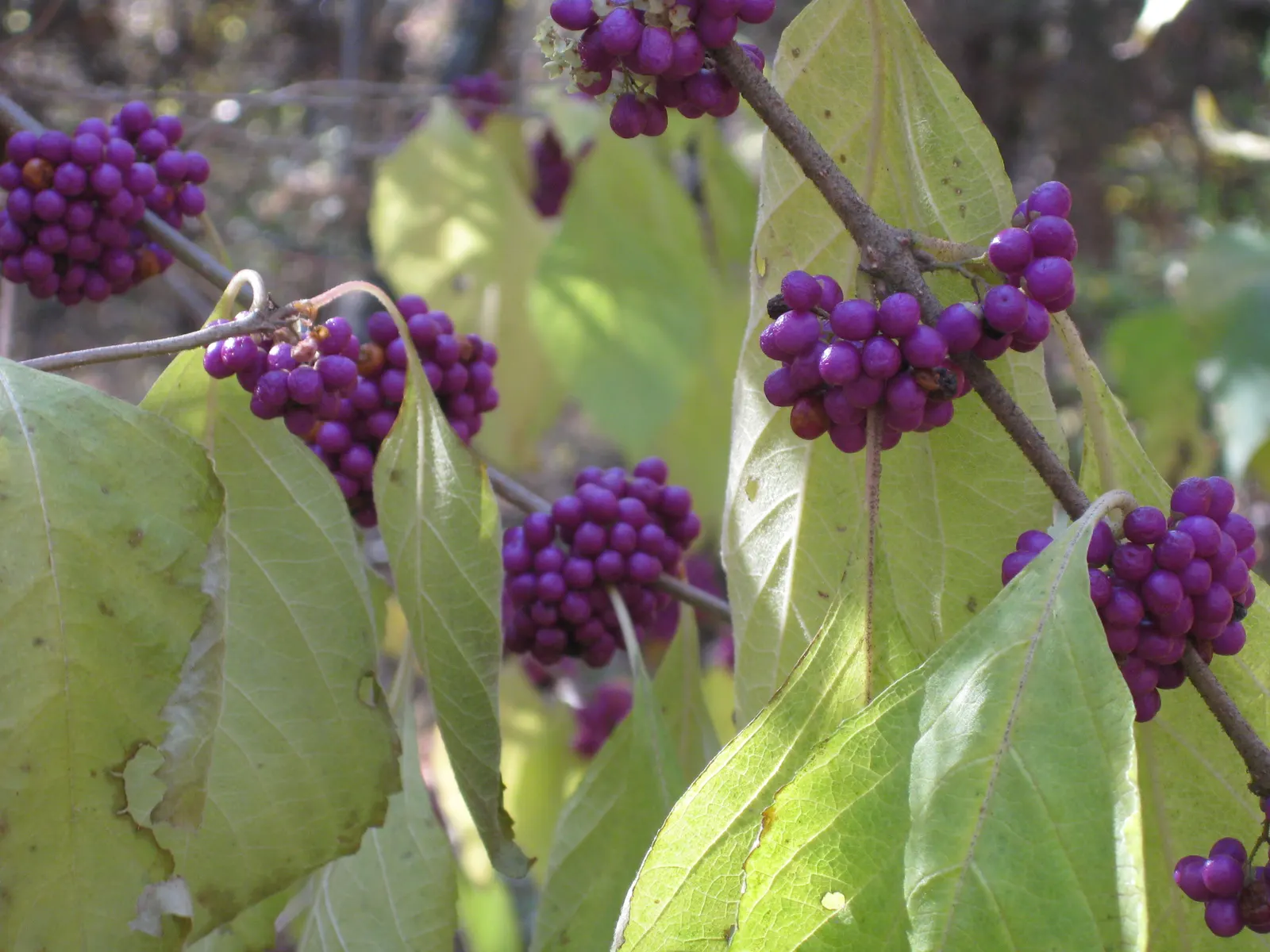 Beautyberry (Callicarpa Bodinieri) — which are quite subtle when compared to the dramatic show of clustered; shrub with pink and purple blooms, image 86