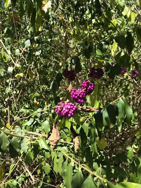 Beautyberry (Callicarpa Bodinieri) — preferring a sunny to part shade location with well-drained soil; this plant typically reaches a mature height of 3 to 6
