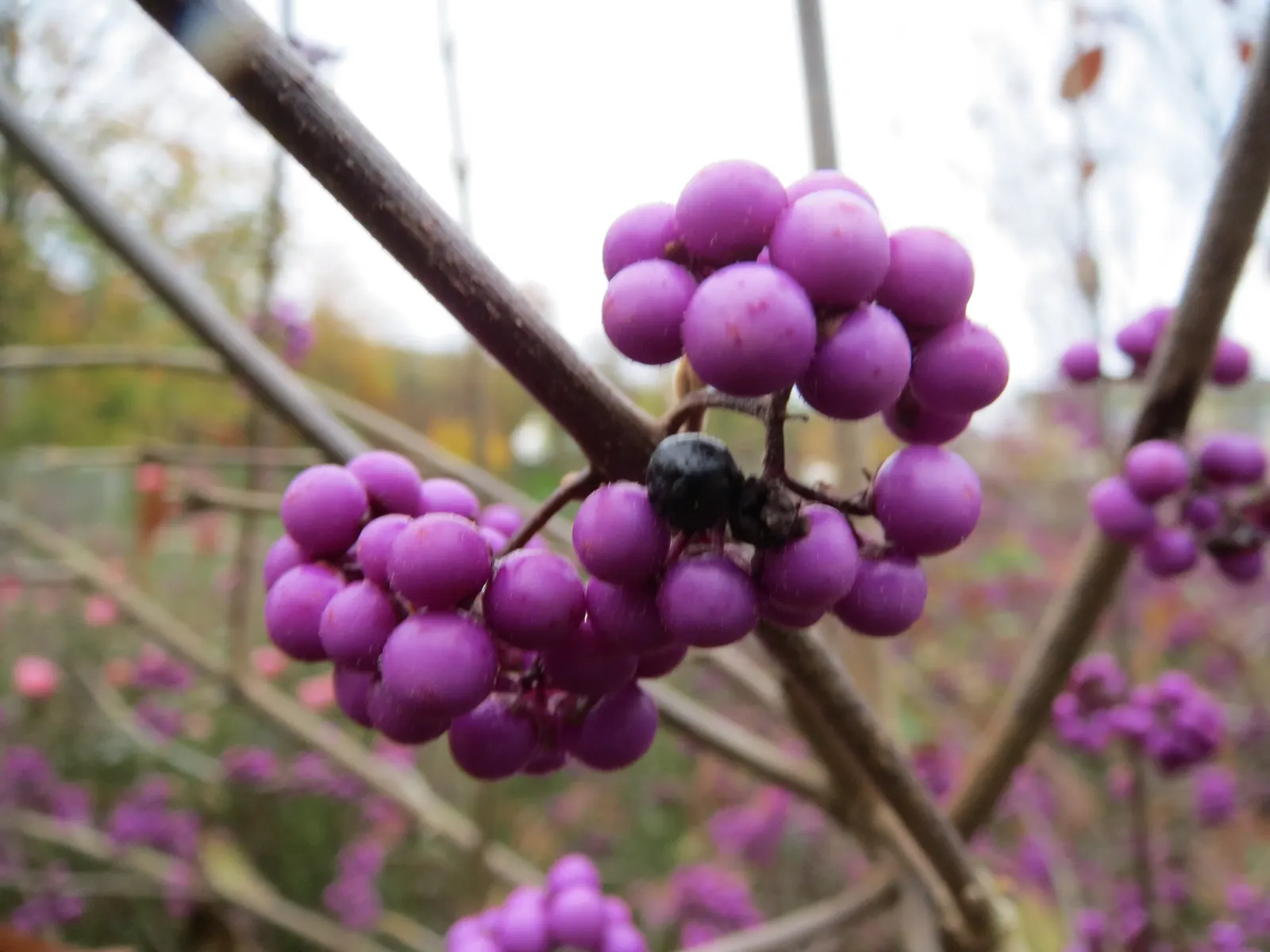 Beautyberry (Callicarpa Bodinieri) — the Beautyberry boasts small pink to light purple flowers in summer; these berry clusters encircle the stems, image 109