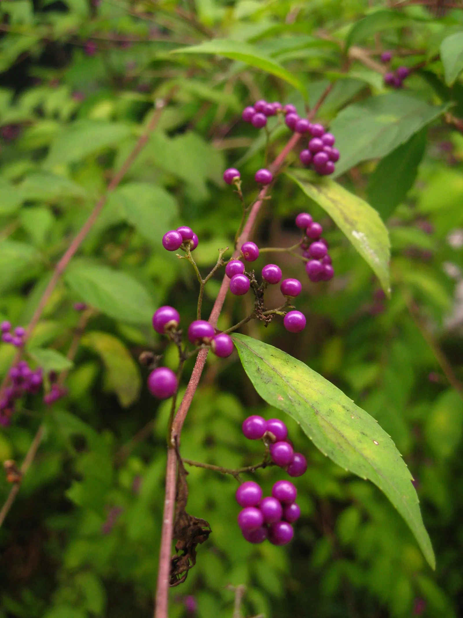 Beautyberry (Callicarpa Bodinieri) — is a striking deciduous shrub known for its vibrant display of purple berries in late summer and fall