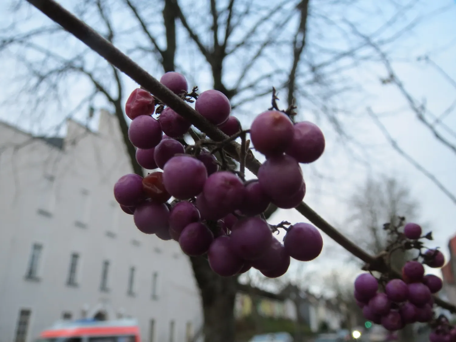 Beautyberry (Callicarpa Bodinieri) — it's worth noting to the client that Callicarpa bodinieri is relatively low-maintenance; allowing it to serve, image 67