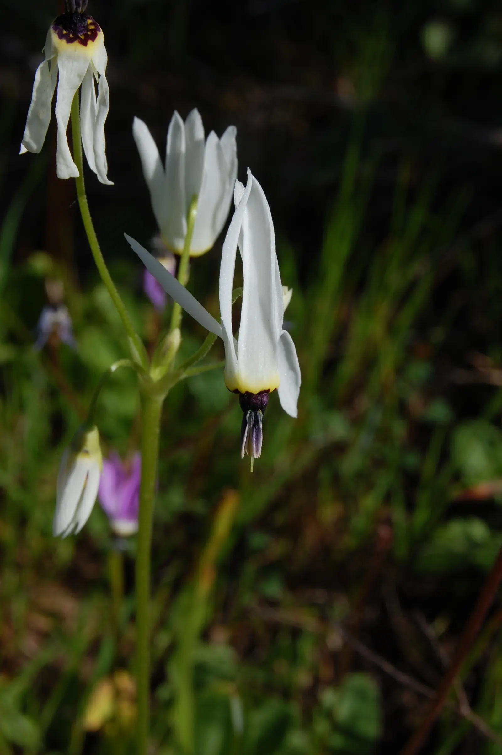 Shooting Star (Dodecatheon Meadia) — Preferring partial shade and moist, well-drained soil, it thrives in USDA zones 4-8; pink flowers in the garden, image 85