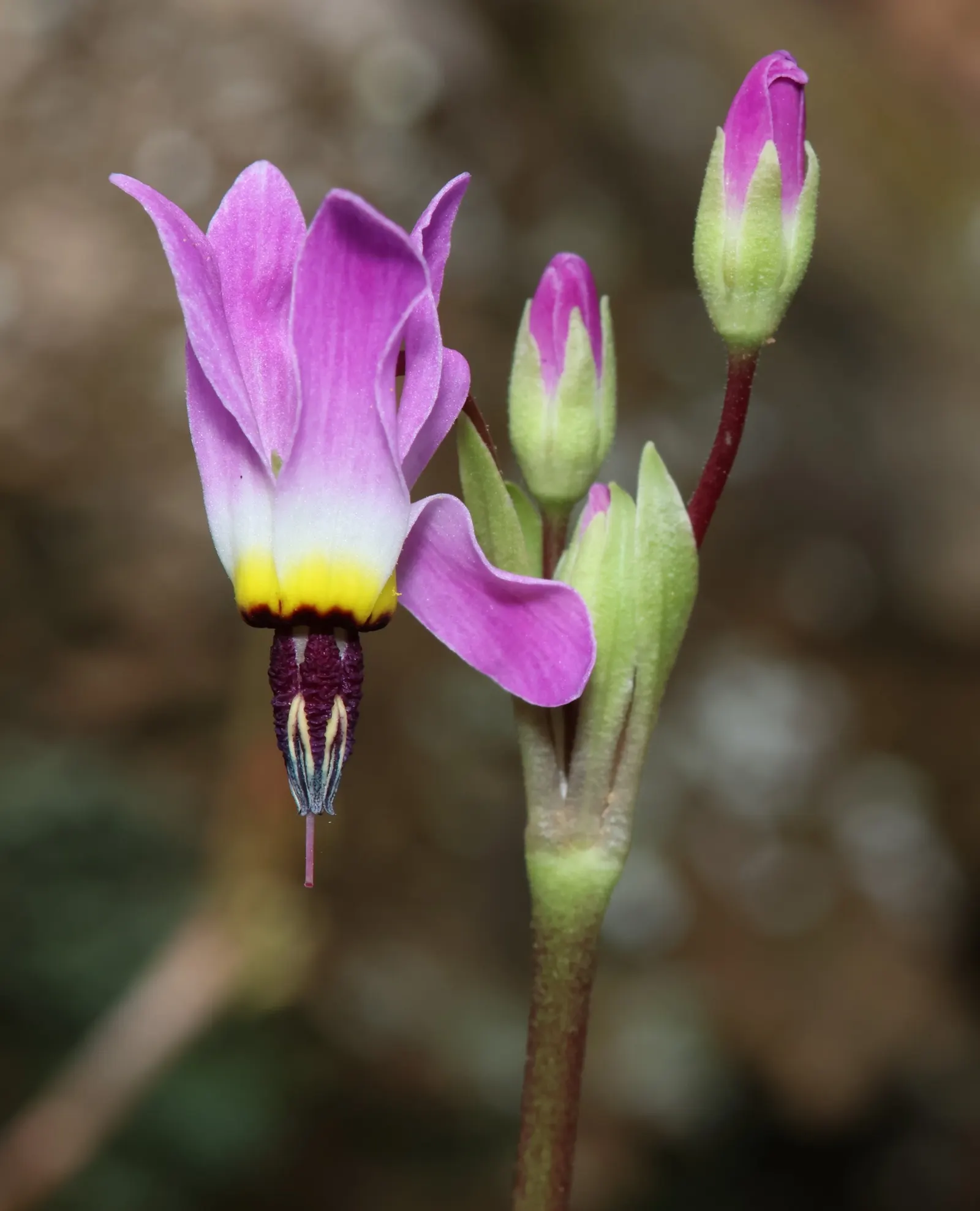 Shooting Star (Dodecatheon Meadia) — which attests to its adaptability in various climates