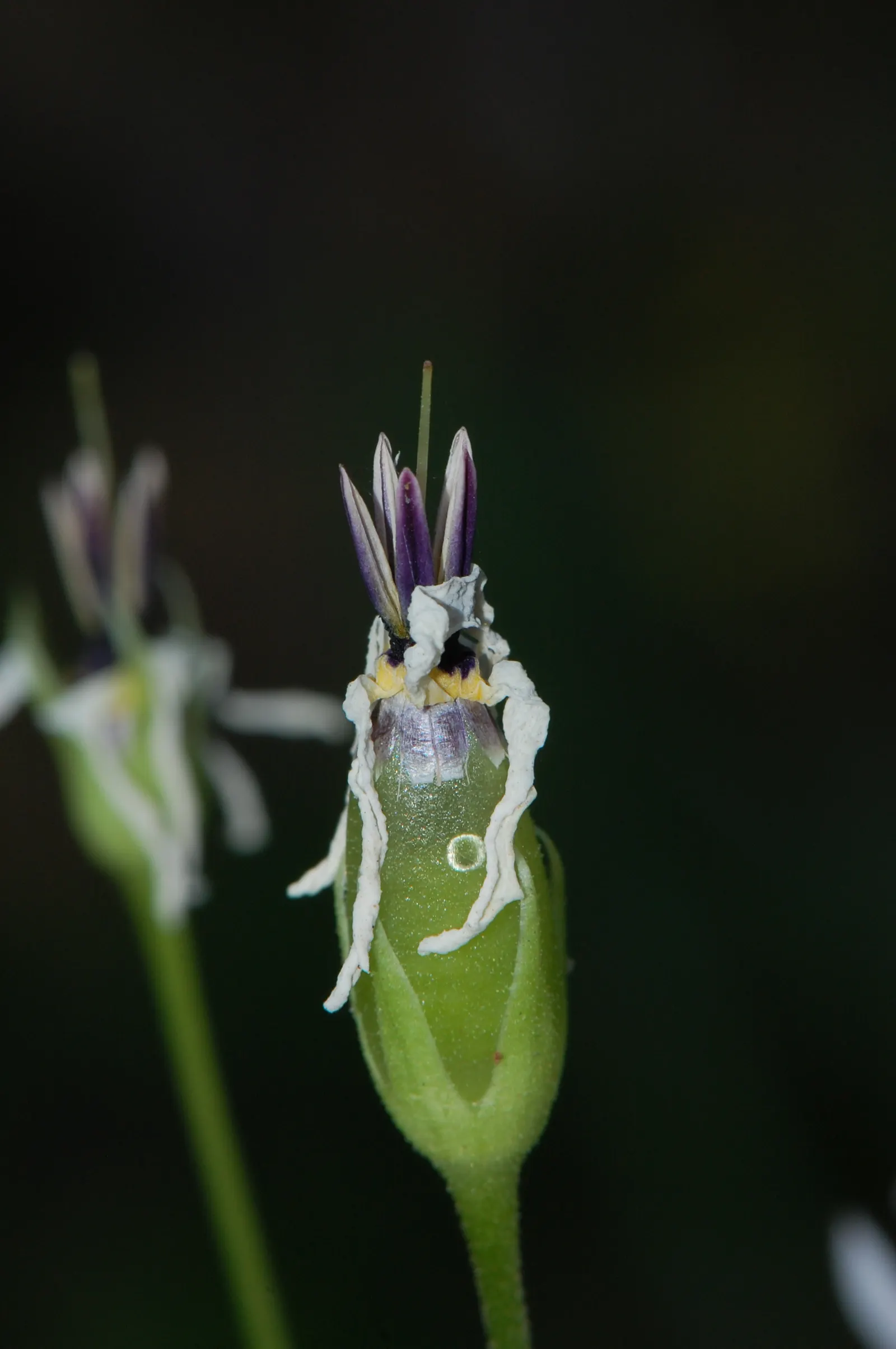 Shooting Star (Dodecatheon Meadia) — is a captivating perennial that adds a whimsical touch to any garden