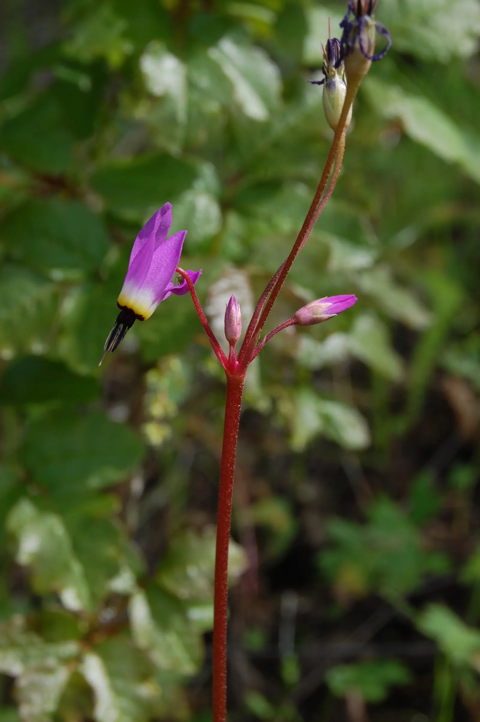 Shooting Star (Dodecatheon Meadia) — Preferring partial shade and moist, well-drained soil, it thrives in USDA zones 4-8; pink flowers in the garden, image 58