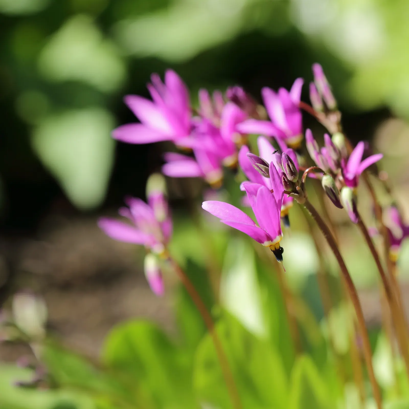 Shooting Star (Dodecatheon Meadia) — thus supporting local ecosystems; contrasting yellow or reddish ring and stamens at the base, image 76
