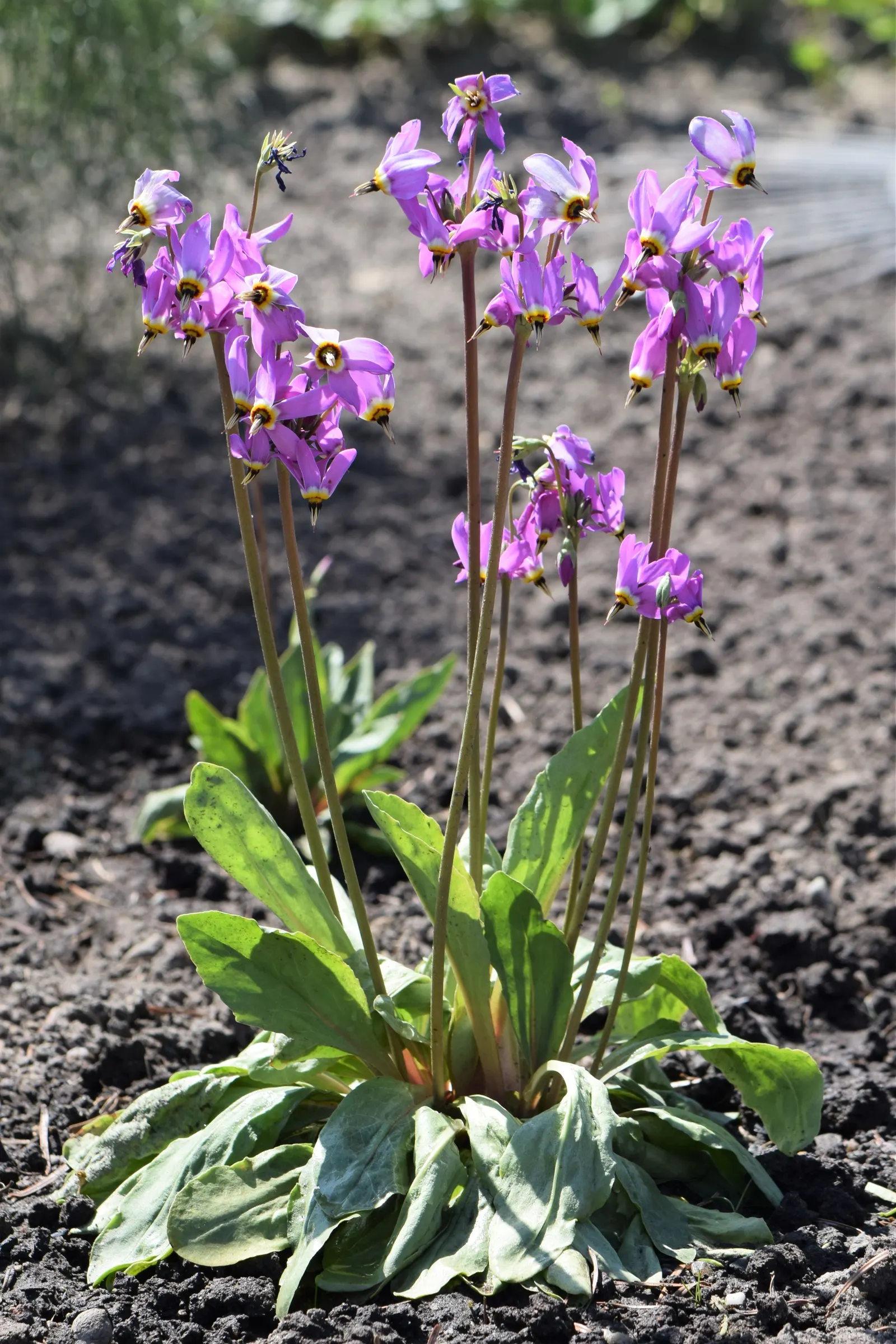 Shooting Star (Dodecatheon Meadia) — thriving in USDA Hardiness Zones 4 through 8; scientifically known as Dodecatheon meadia, image 63