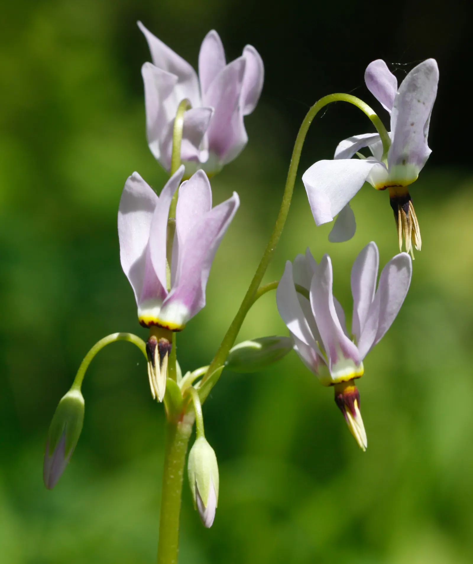 Shooting Star (Dodecatheon Meadia) — Blooming in April-May, it reaches 8-20 inches in height, with a 6-12 inch spread