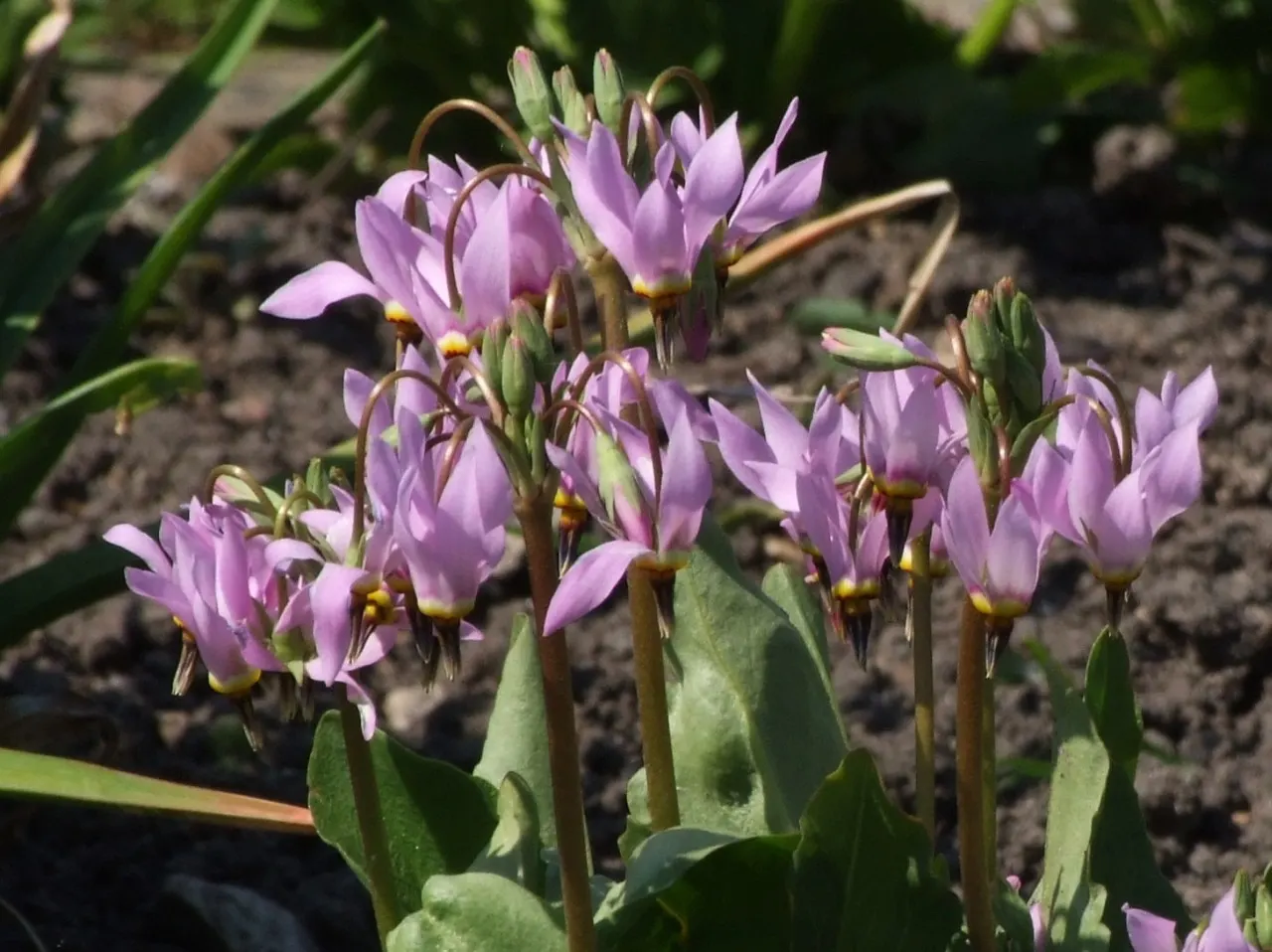 Shooting Star (Dodecatheon Meadia) — making it a charming and eco-friendly choice for their garden; blooming in April-May, it reaches 8-20 inches, image 78