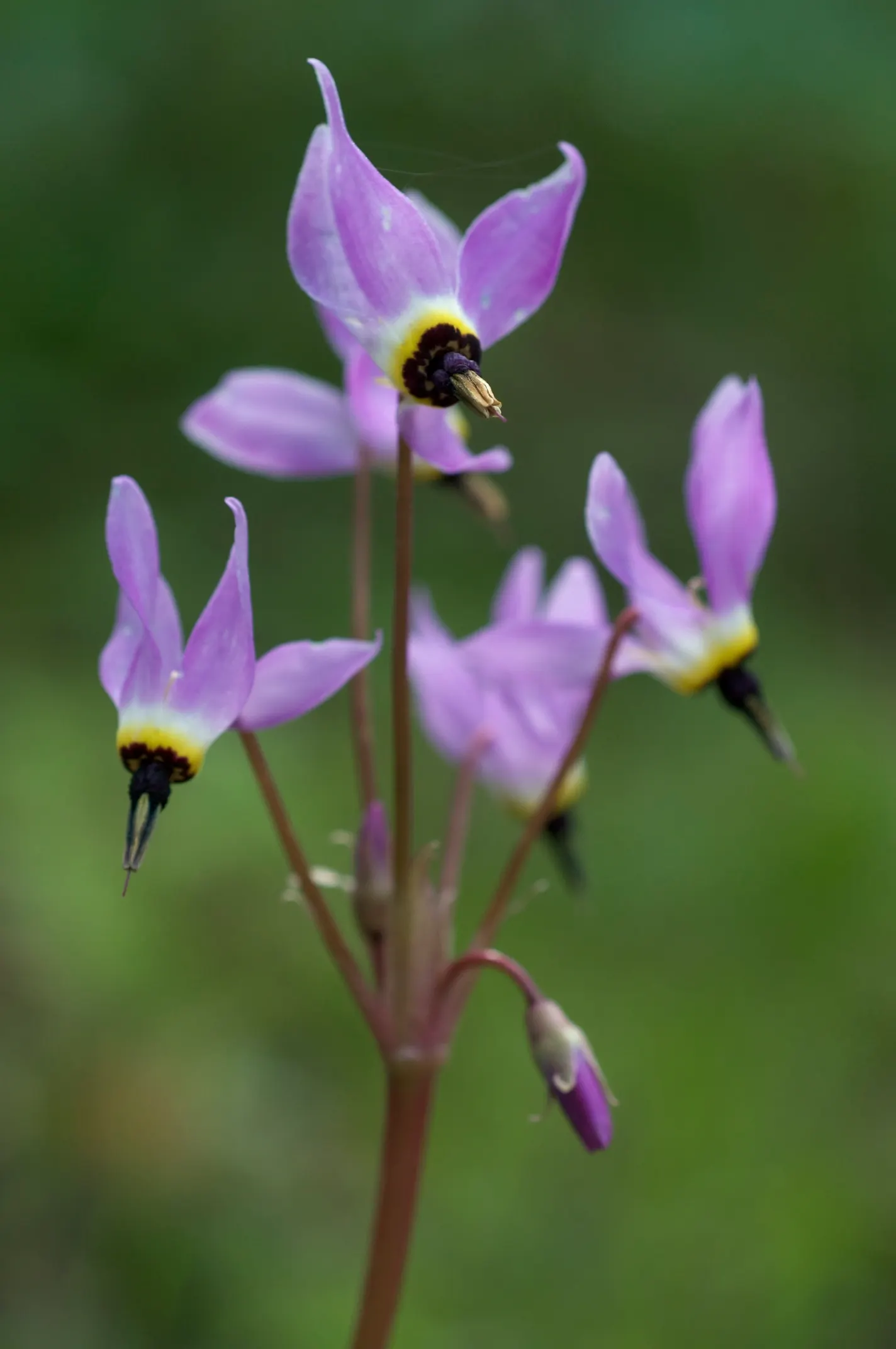Shooting Star (Dodecatheon Meadia) — pink flowers in the garden; which attests to its adaptability in various climates