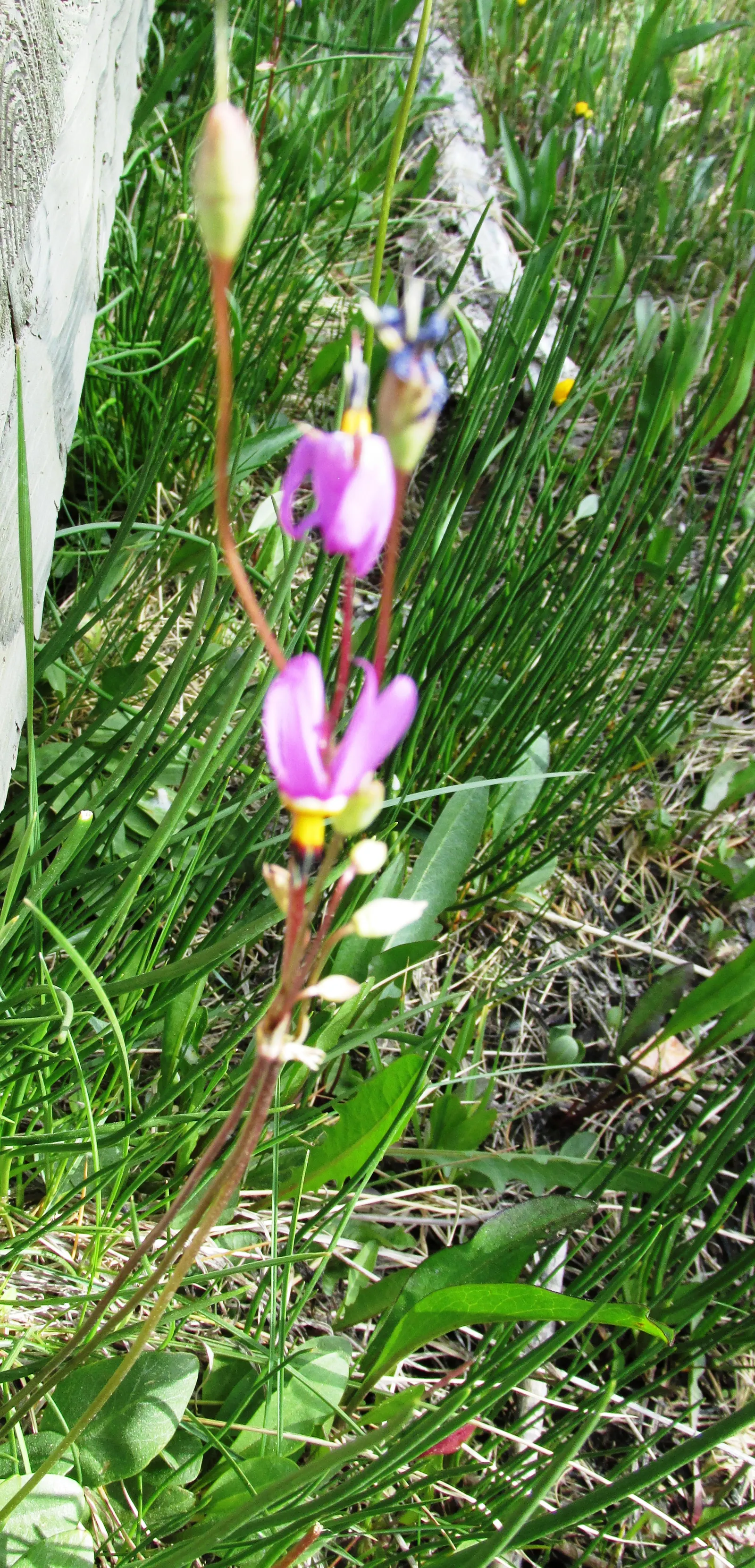 Shooting Star (Dodecatheon Meadia) — Blooming in April-May, it reaches 8-20 inches in height, with a 6-12 inch spread; the Shooting Star offers versatility
