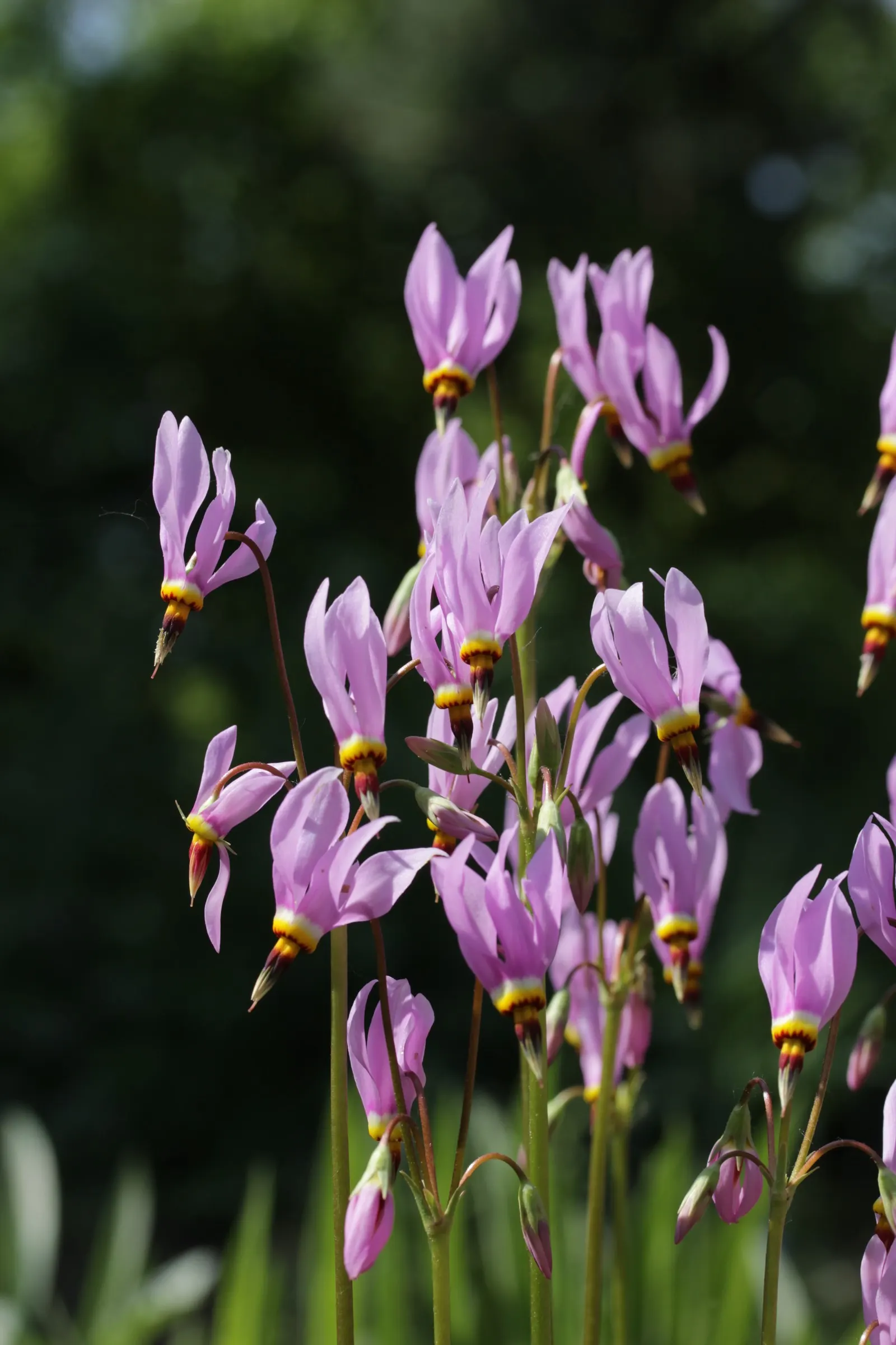 Shooting Star (Dodecatheon Meadia) — is a captivating perennial that adds a whimsical touch to any garden; it functions beautifully as a woodland, image 61