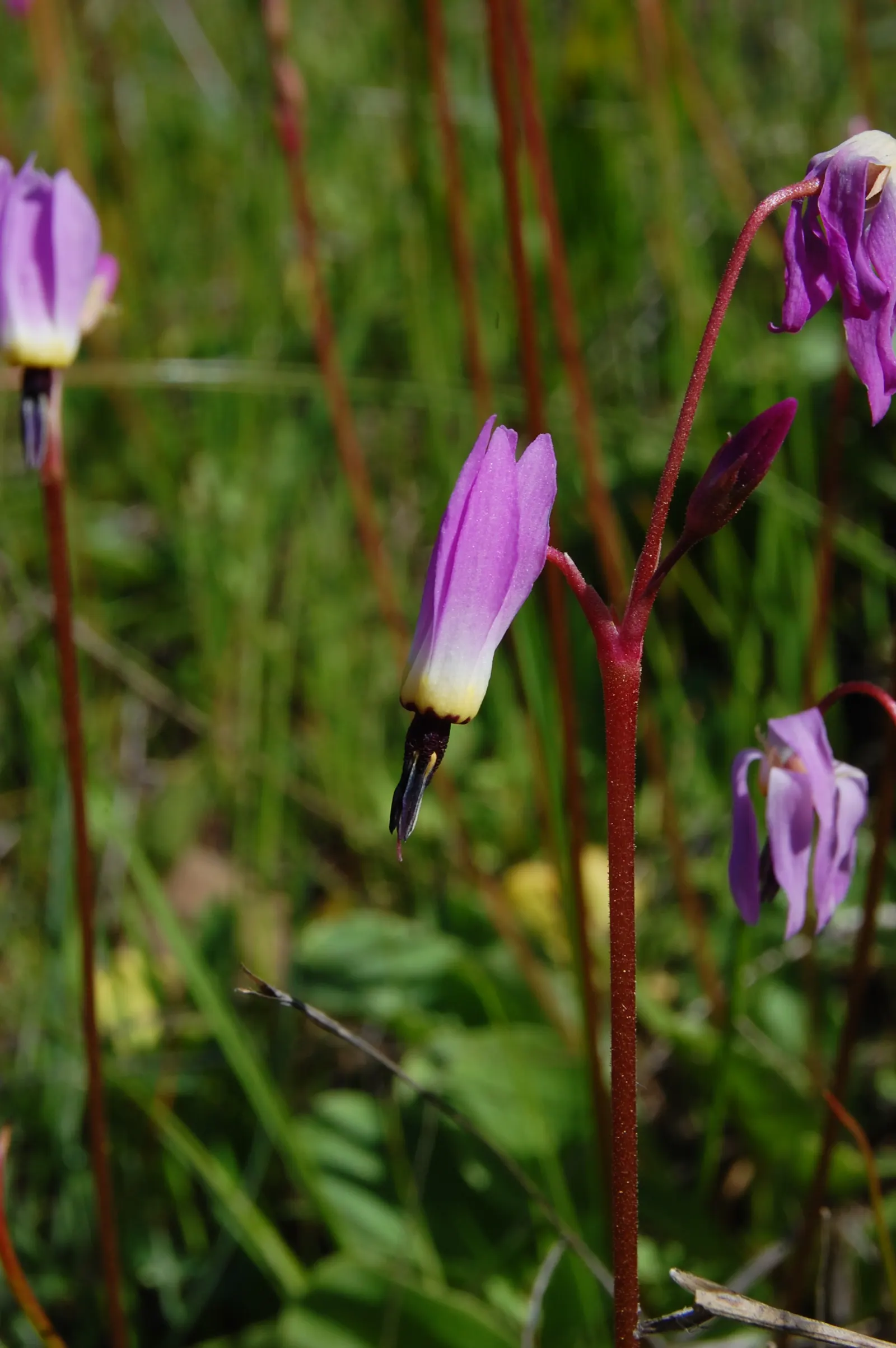 Shooting Star (Dodecatheon Meadia) — which attests to its adaptability in various climates; in late spring to early summer, it produces striking, image 64