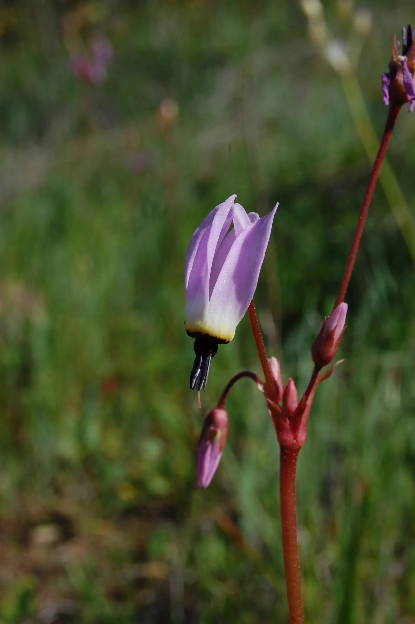 Shooting Star (Dodecatheon Meadia) — further enhancing its allure.<br><br>For the landscape designer; this plant is a North American native, image 71