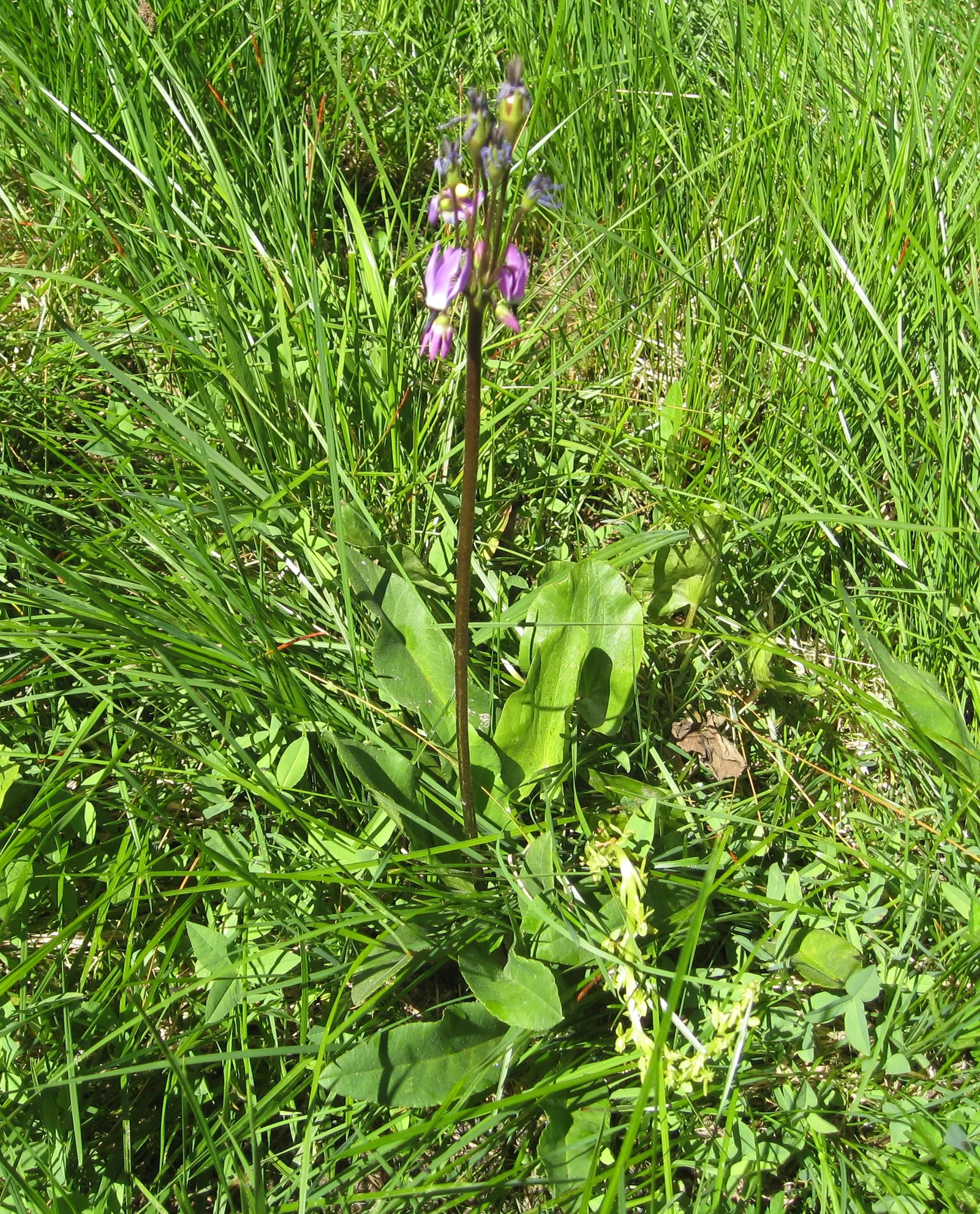 Shooting Star (Dodecatheon Meadia) — In late spring to early summer, it produces striking flower stalks, each adorned with multiple nodding blooms; is a