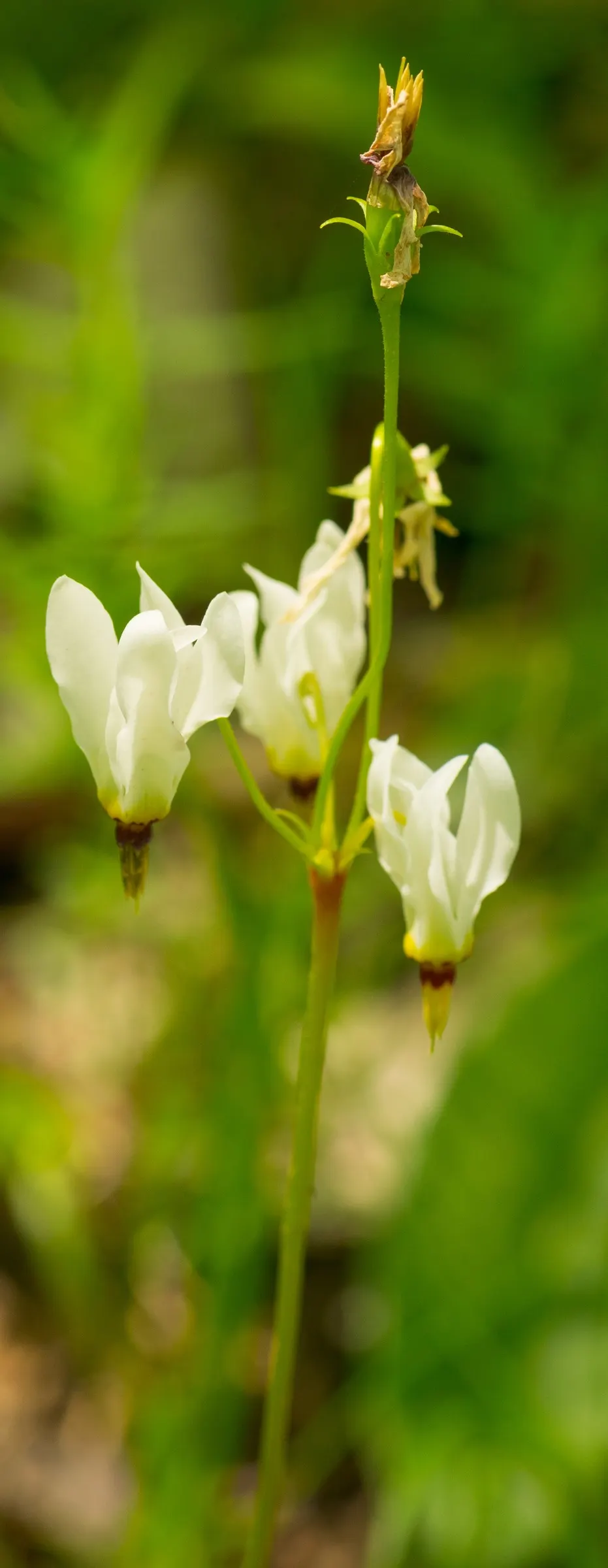 Shooting Star (Dodecatheon Meadia) — making it a charming and eco-friendly choice for their garden; blooming in April-May, it reaches 8-20 inches in height