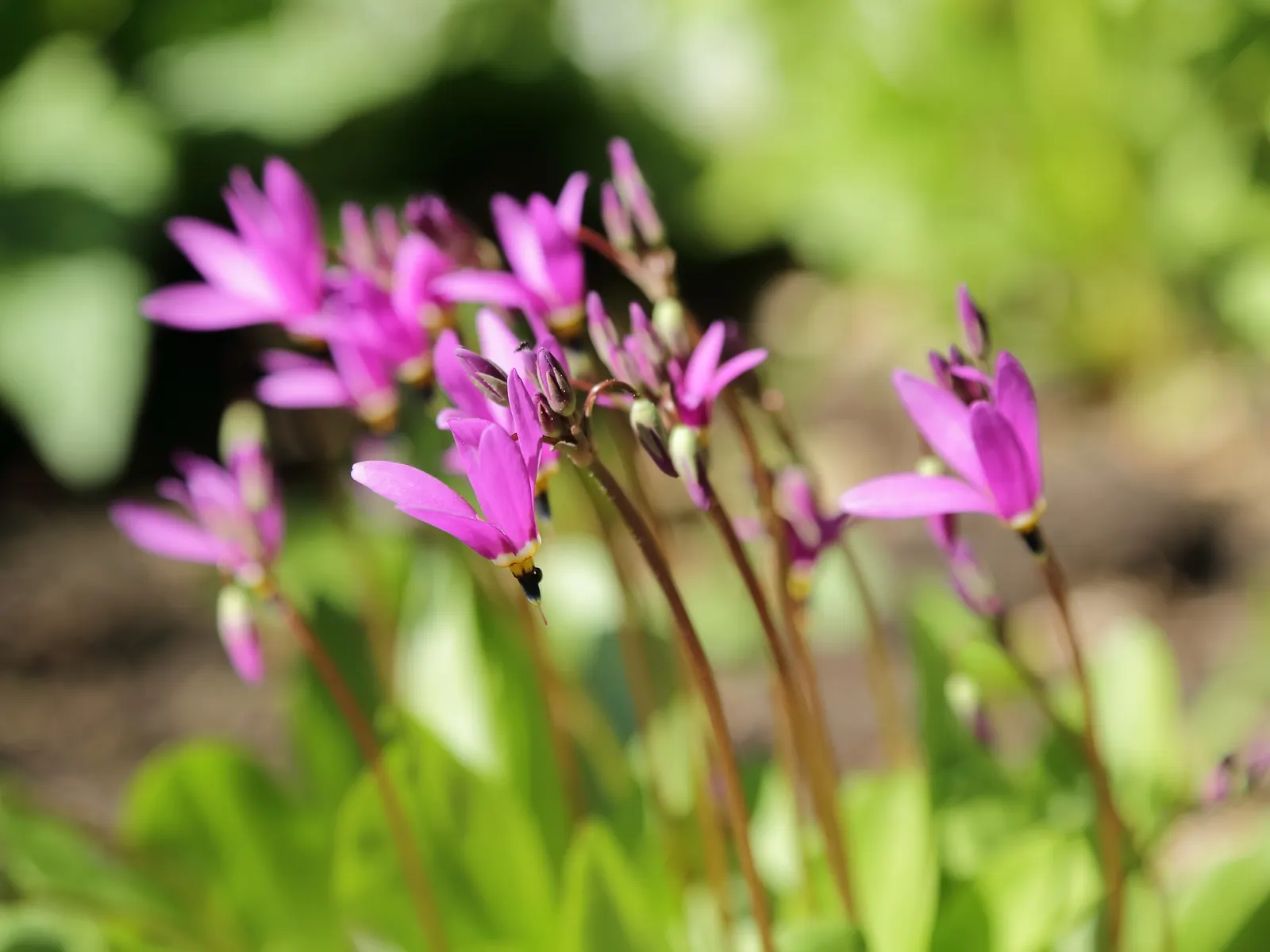 Shooting Star (Dodecatheon Meadia) — Preferring partial shade and moist, well-drained soil, it thrives in USDA zones 4-8; pink flowers in the garden