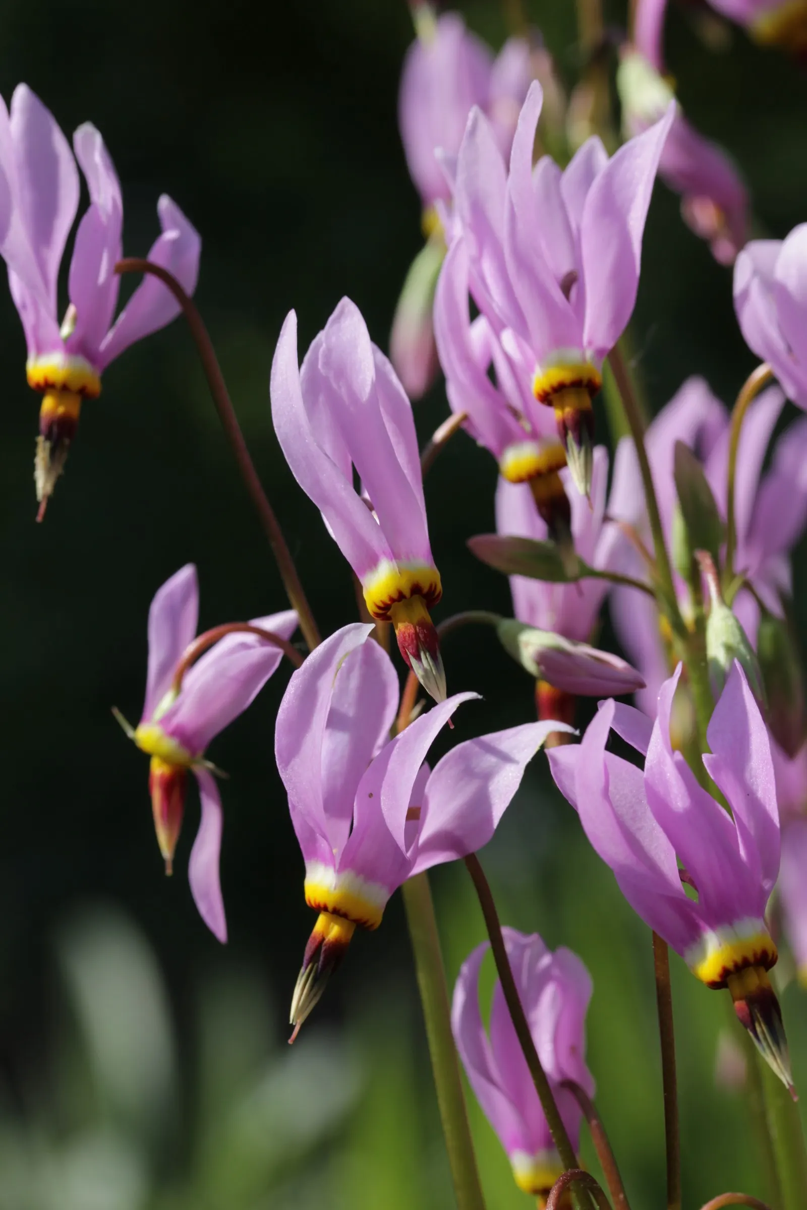 Shooting Star (Dodecatheon Meadia) — highlight that this plant is attractive to pollinators like bees and butterflies; thriving in USDA Hardiness, image 75