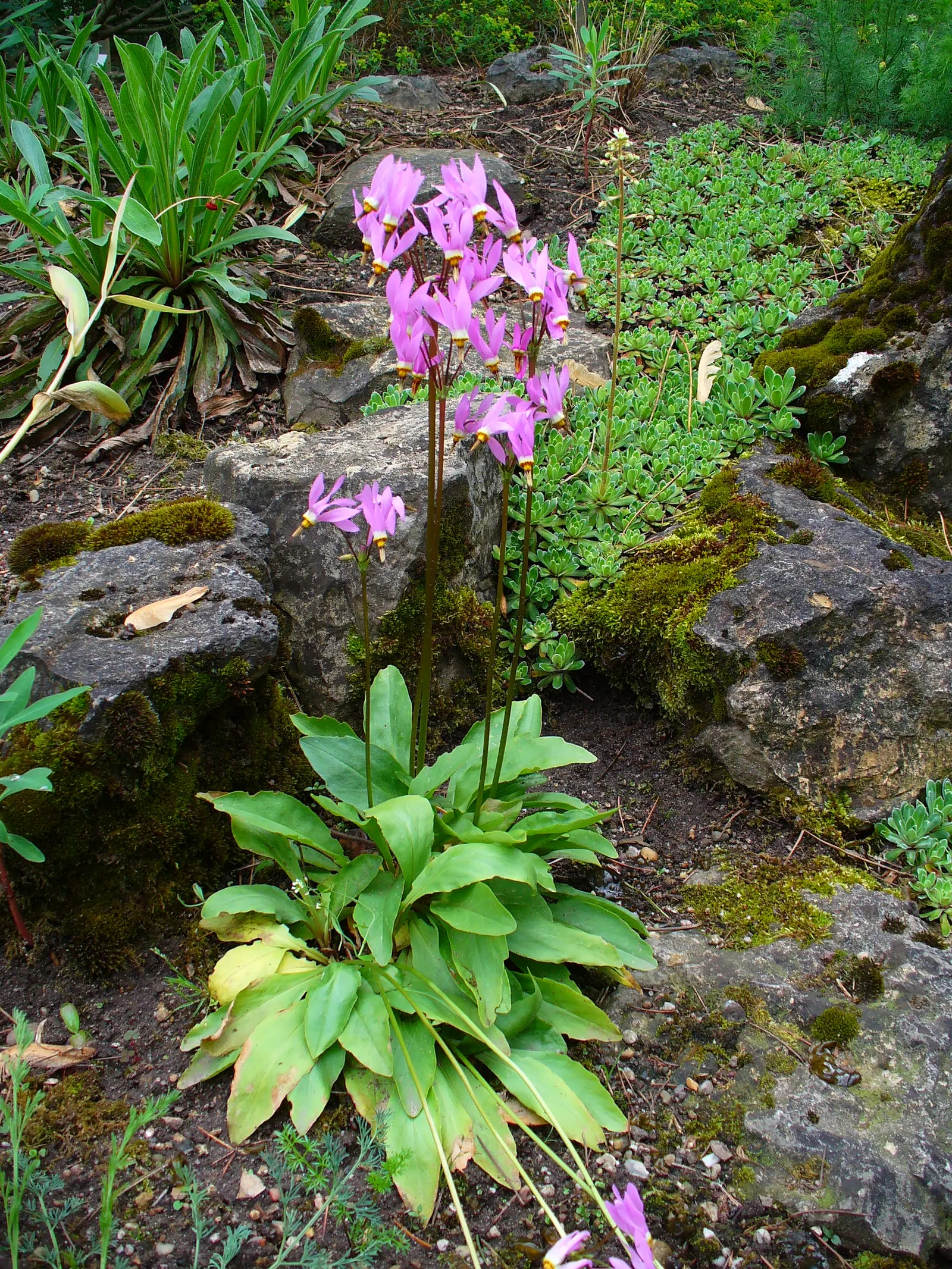Shooting Star (Dodecatheon Meadia) — It is also an excellent choice for seasonal interest when used in borders or as part of a native plant garden