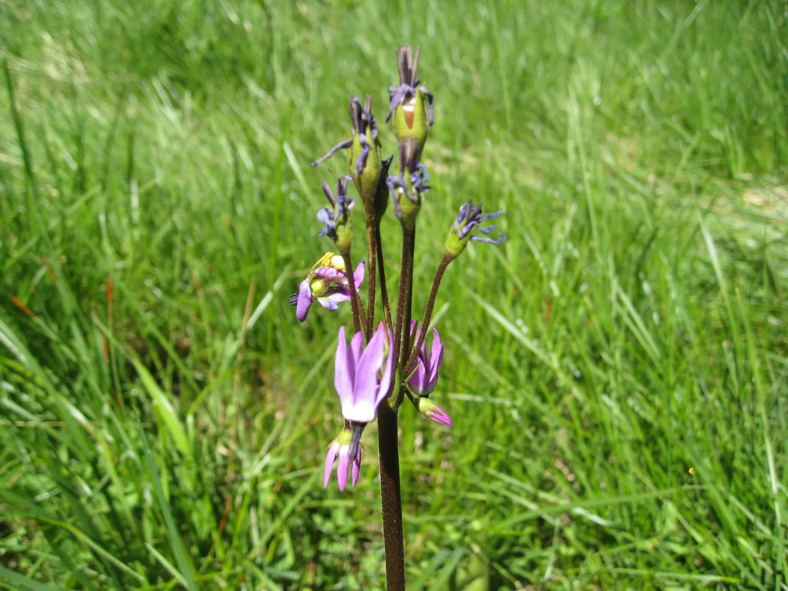 Shooting Star (Dodecatheon Meadia) — thriving in USDA Hardiness Zones 4 through 8; scientifically known as Dodecatheon meadia