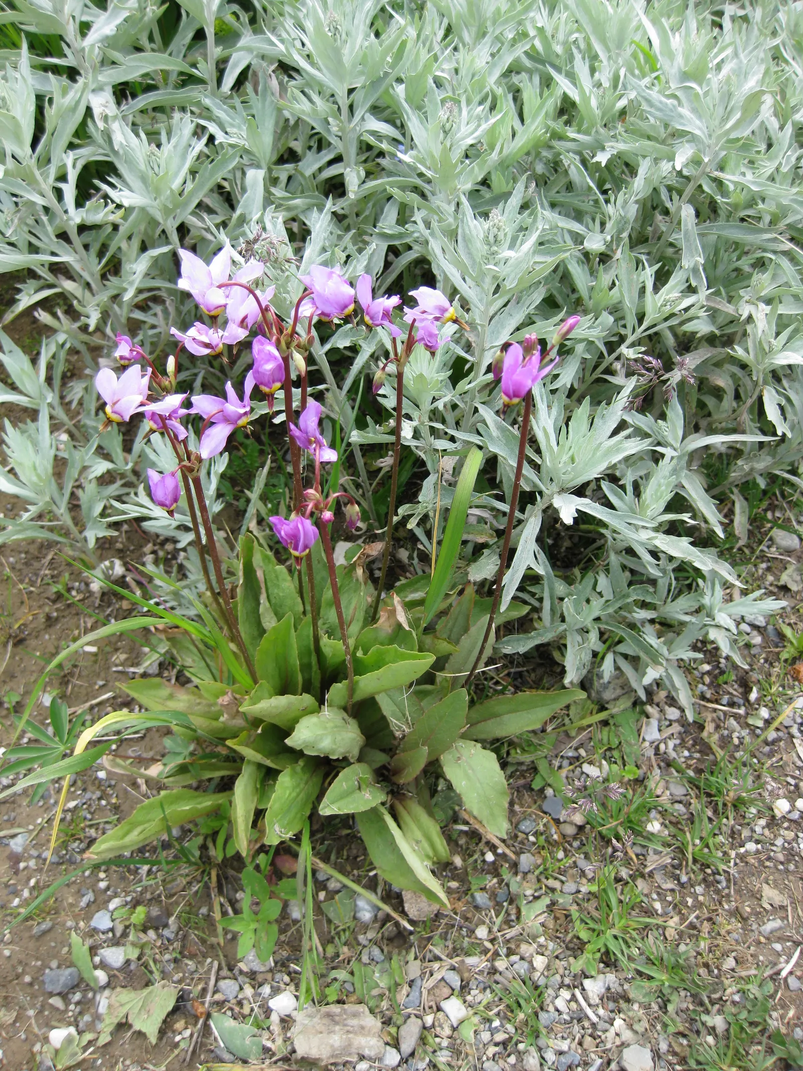 Shooting Star (Dodecatheon Meadia) — the Shooting Star offers versatility; the colors range from white to pink to lavender, image 72