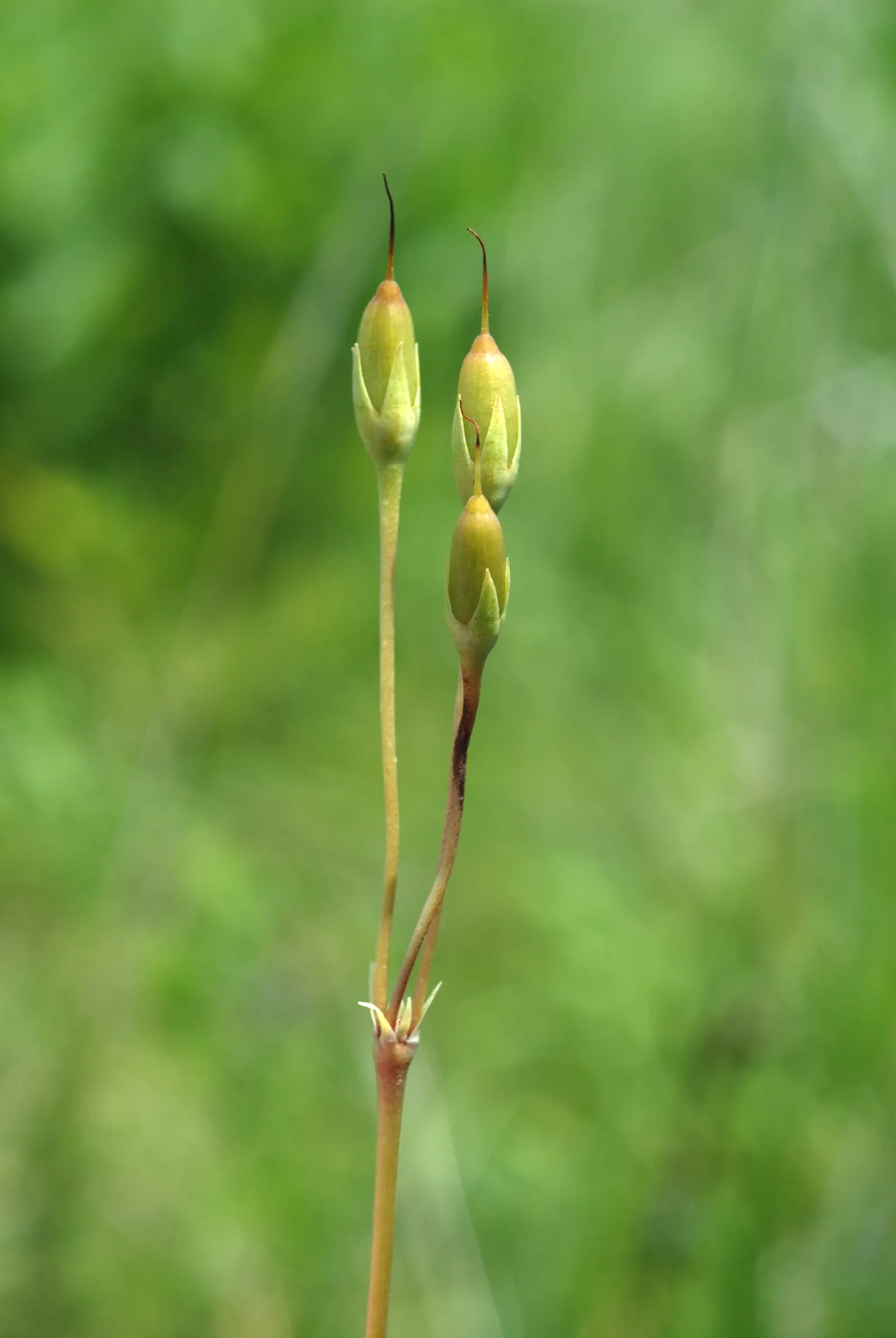 Shooting Star (Dodecatheon Meadia) — scientifically known as Dodecatheon meadia; the foliage is basal and lance-shaped, forming a rosette at the, image 60