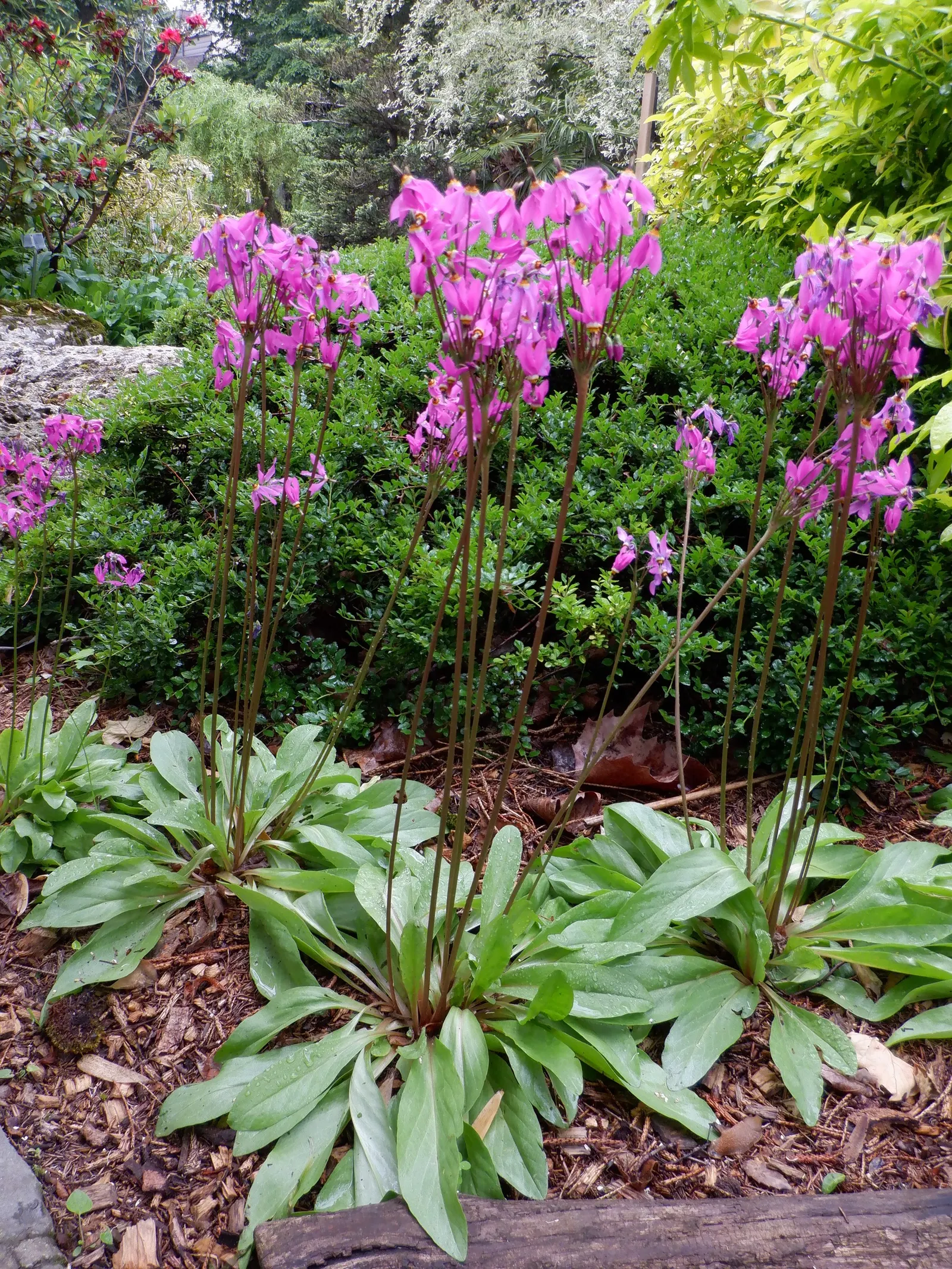 Shooting Star (Dodecatheon Meadia) — This plant is a North American native; annual / perennial with pink blooms