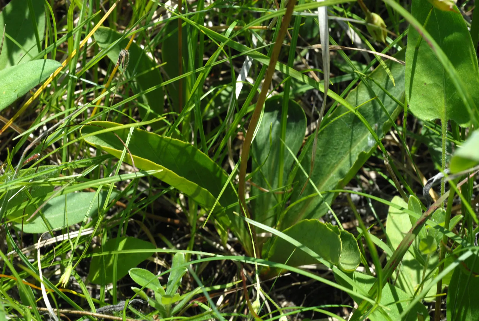Shooting Star (Dodecatheon Meadia) — Preferring partial shade and moist, well-drained soil, it thrives in USDA zones 4-8