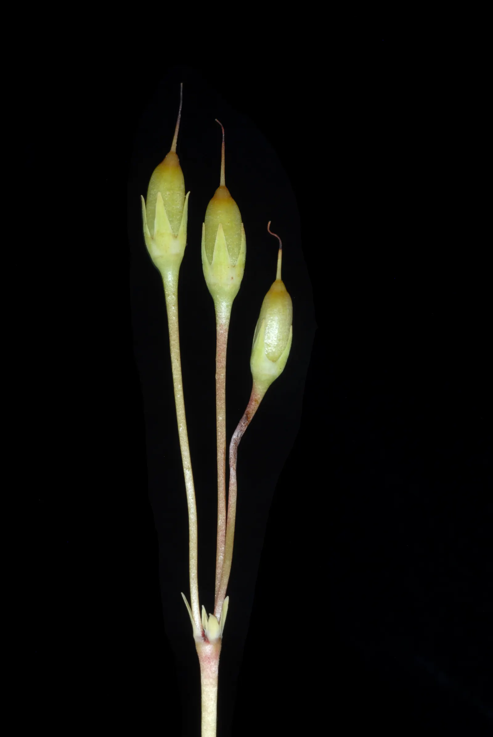 Shooting Star (Dodecatheon Meadia) — is a charming perennial featuring nodding; preferring partial shade and moist, well-drained soil, it thrives, image 55