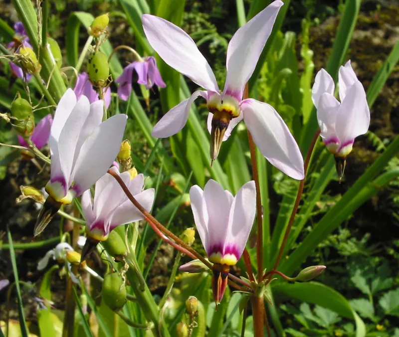 Shooting Star (Dodecatheon Meadia) — scientifically known as Dodecatheon meadia