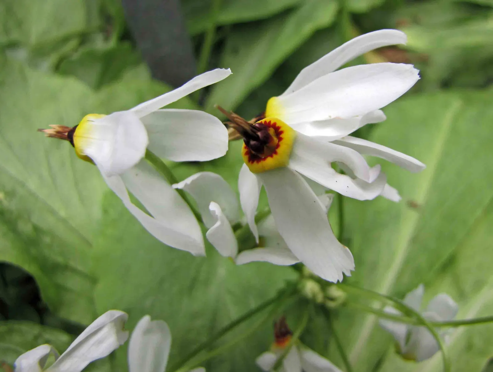 Shooting Star (Dodecatheon Meadia) — In late spring to early summer, it produces striking flower stalks, each adorned with multiple nodding blooms