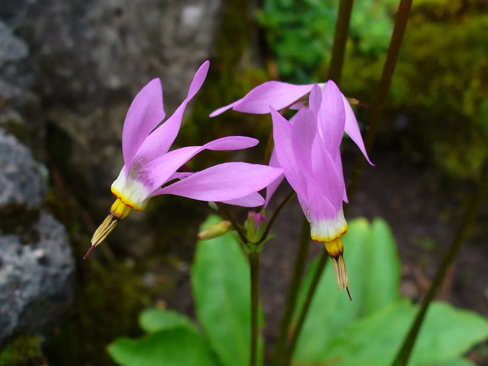 Shooting Star (Dodecatheon Meadia) — Ideal for woodland gardens, it's a pollinator magnet and goes dormant by midsummer