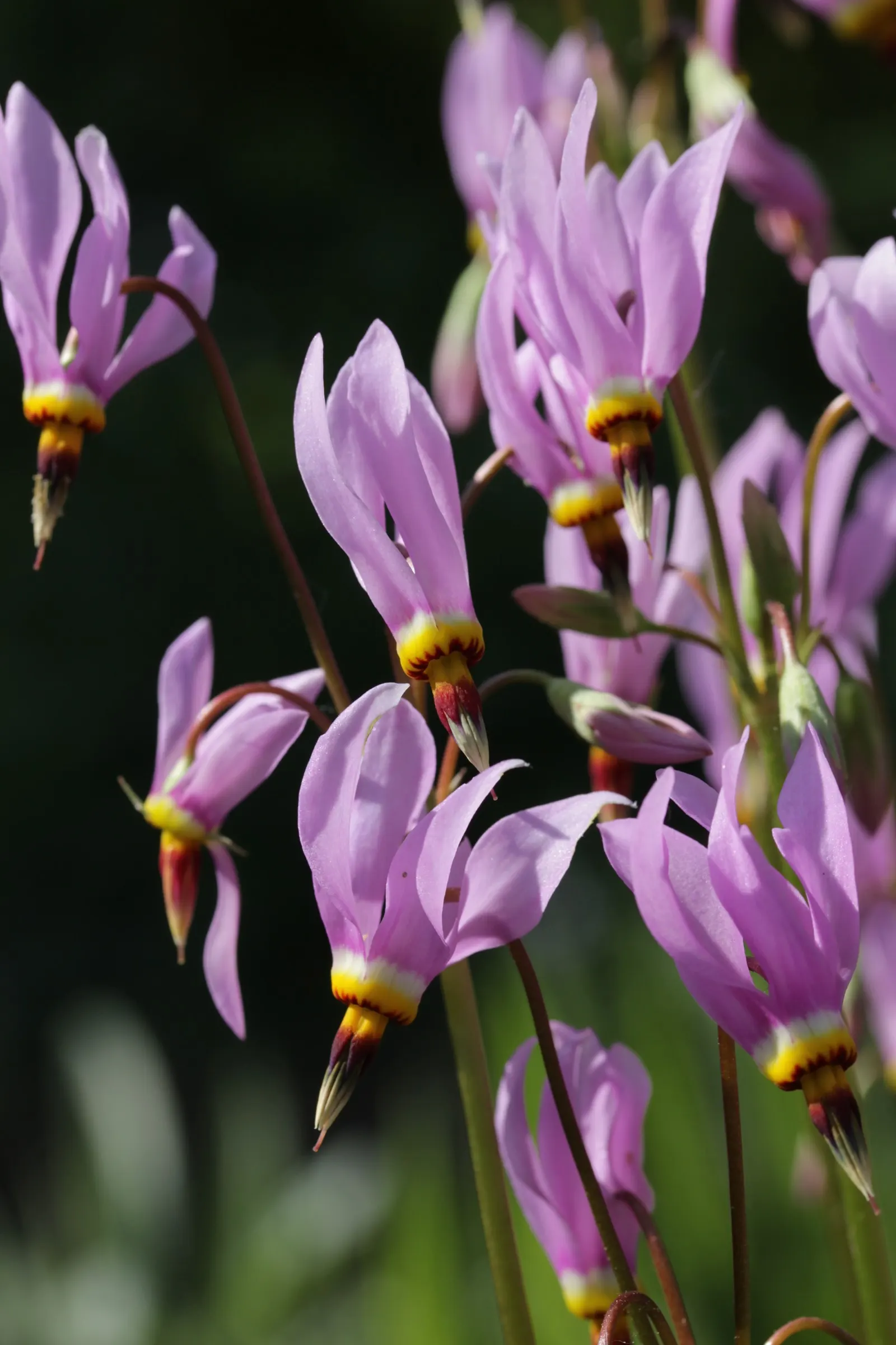 Shooting Star (Dodecatheon Meadia) — This plant is a North American native; annual / perennial with pink blooms, image 62