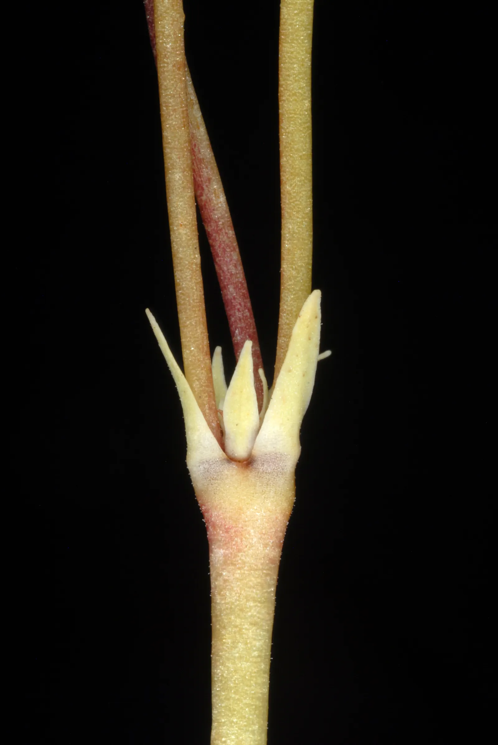Shooting Star (Dodecatheon Meadia) — It typically flourishes in partial shade to full sun environments