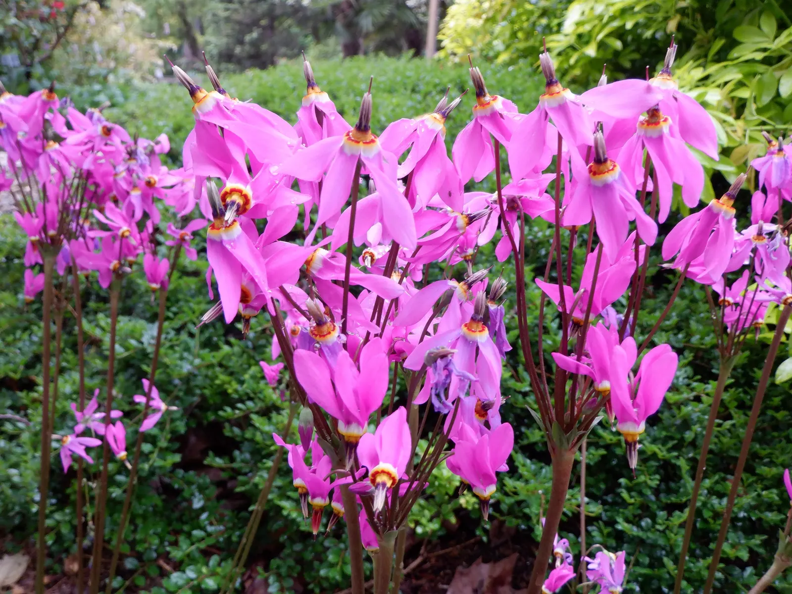 Shooting Star (Dodecatheon Meadia) — annual / perennial with pink blooms