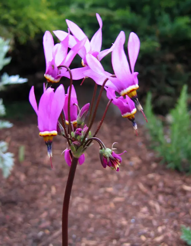 Shooting Star (Dodecatheon Meadia) — contrasting yellow or reddish ring and stamens at the base