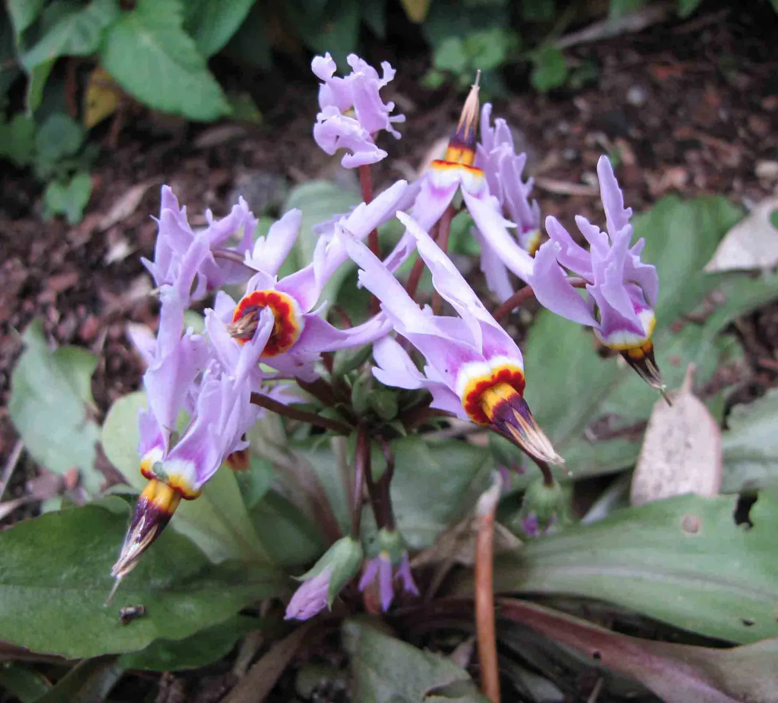 Shooting Star (Dodecatheon Meadia) — pink flowers in the garden