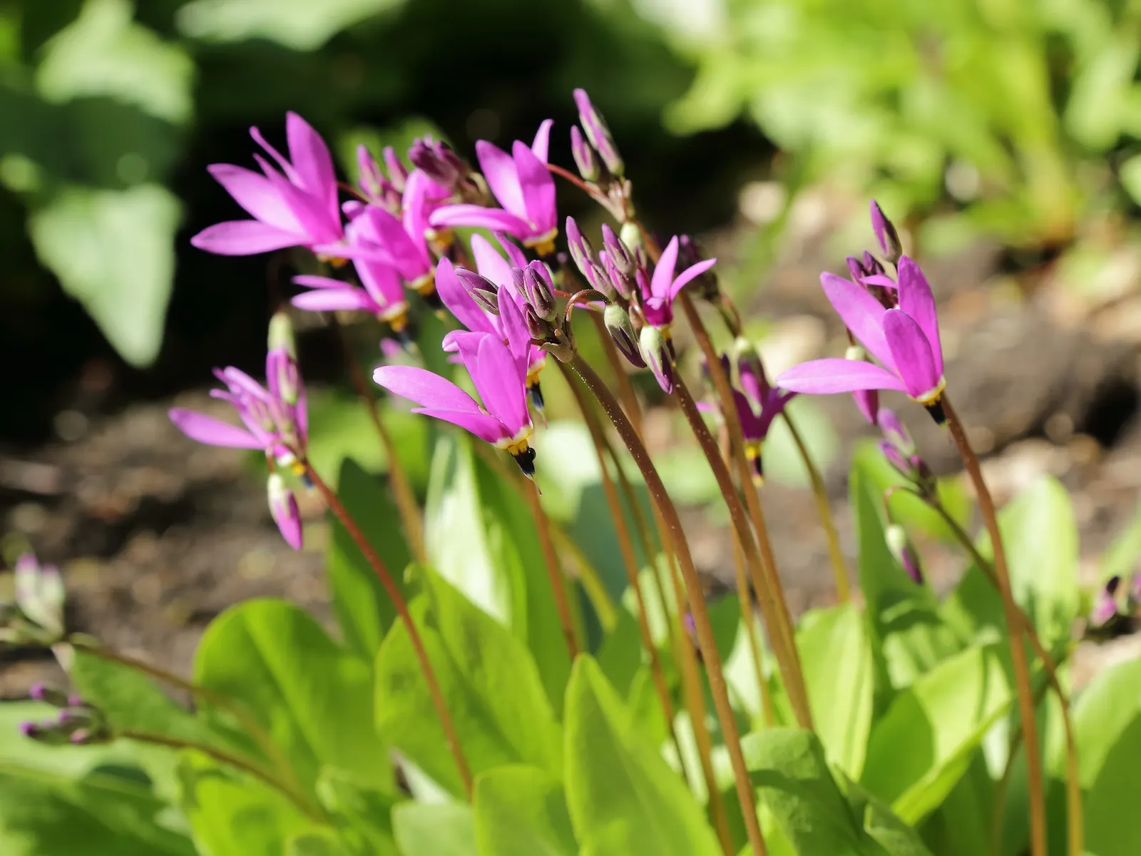 Shooting Star (Dodecatheon Meadia) — contrasting yellow or reddish ring and stamens at the base; is a charming perennial featuring nodding