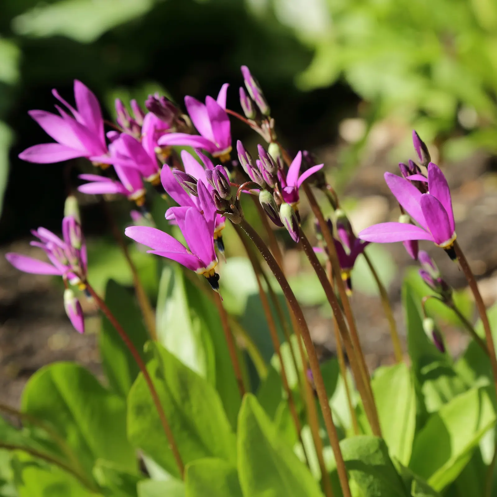 Shooting Star (Dodecatheon Meadia) — The colors range from white to pink to lavender