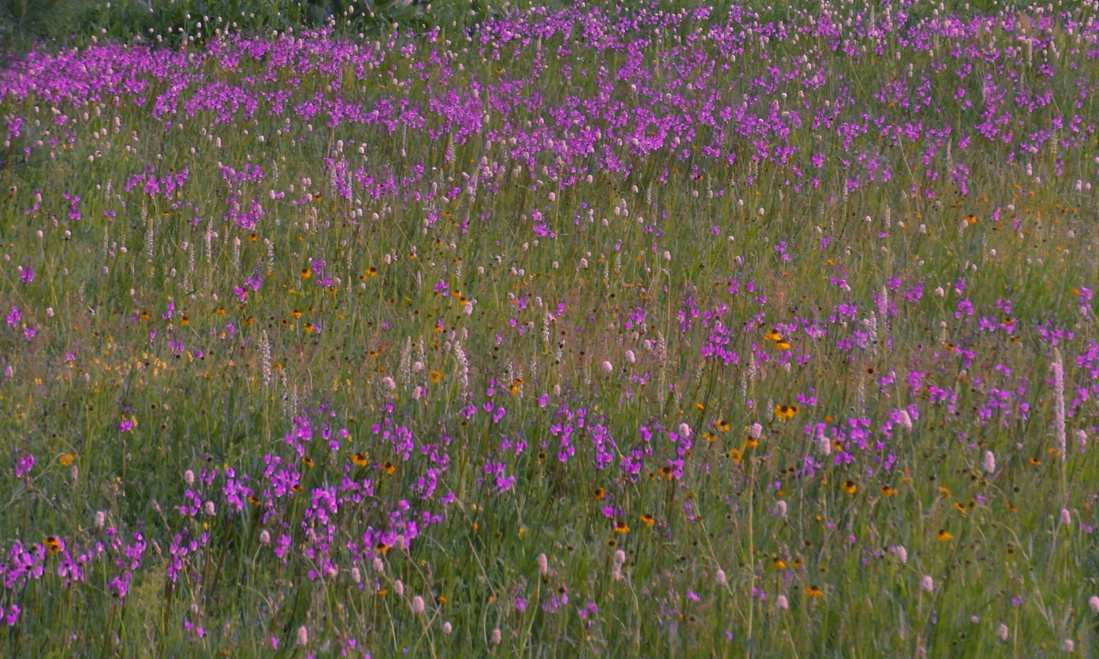 Shooting Star (Dodecatheon Meadia) — This plant is a North American native