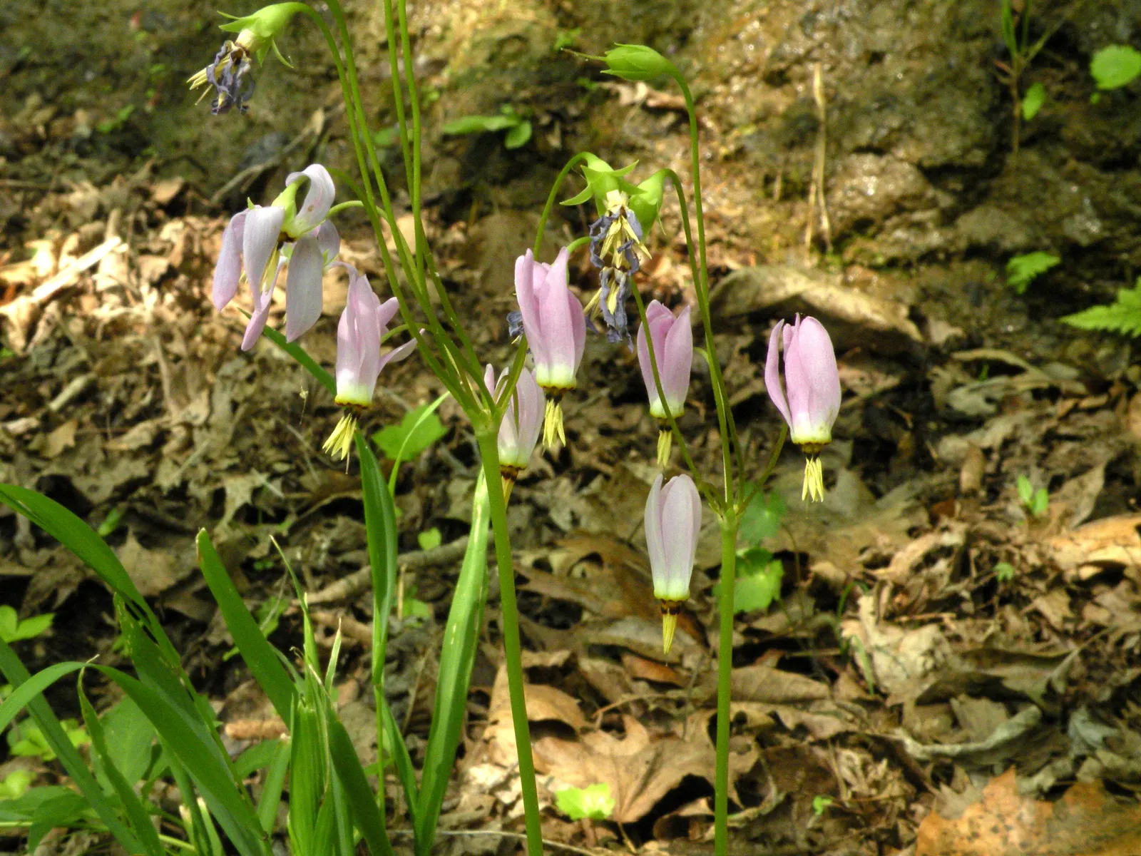 Shooting Star (Dodecatheon Meadia) — pink flowers in the garden; which attests to its adaptability in various climates, image 79