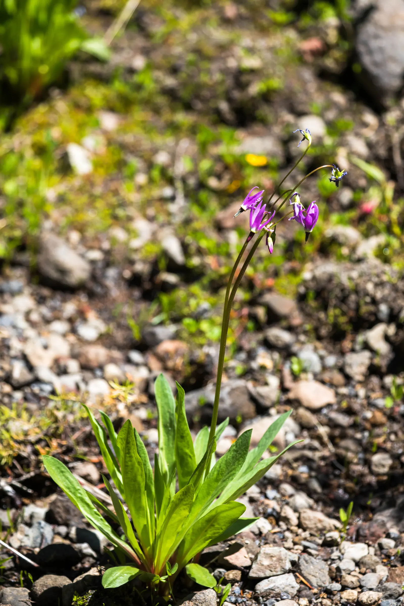 Shooting Star (Dodecatheon Meadia) — The colors range from white to pink to lavender; highlight that this plant is attractive to pollinators like, image 69
